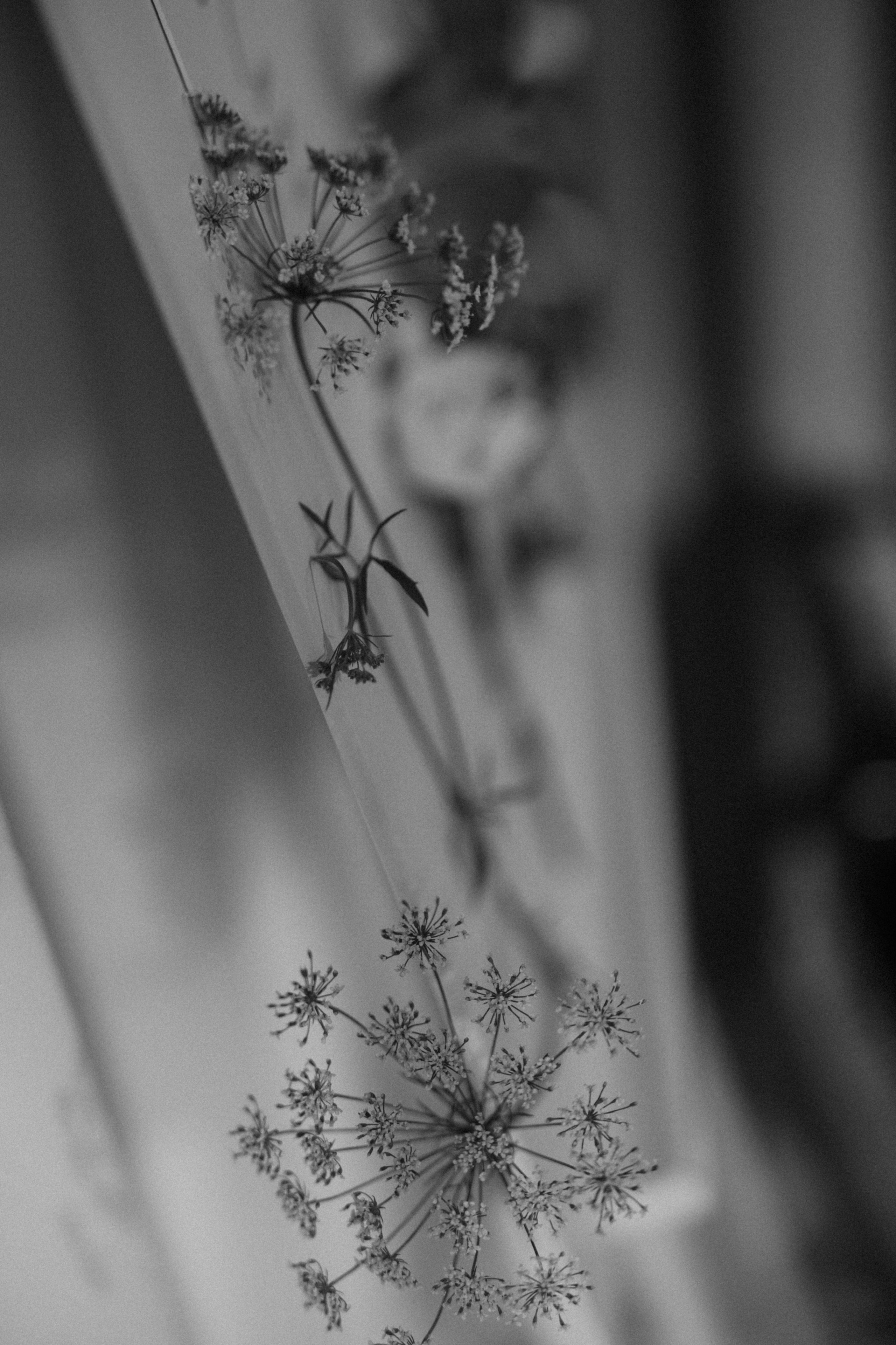 Юля и Миша. Свадебный и семейный фотограф в Москве и Красногорске — живые кадры | Анастасия Тихонова