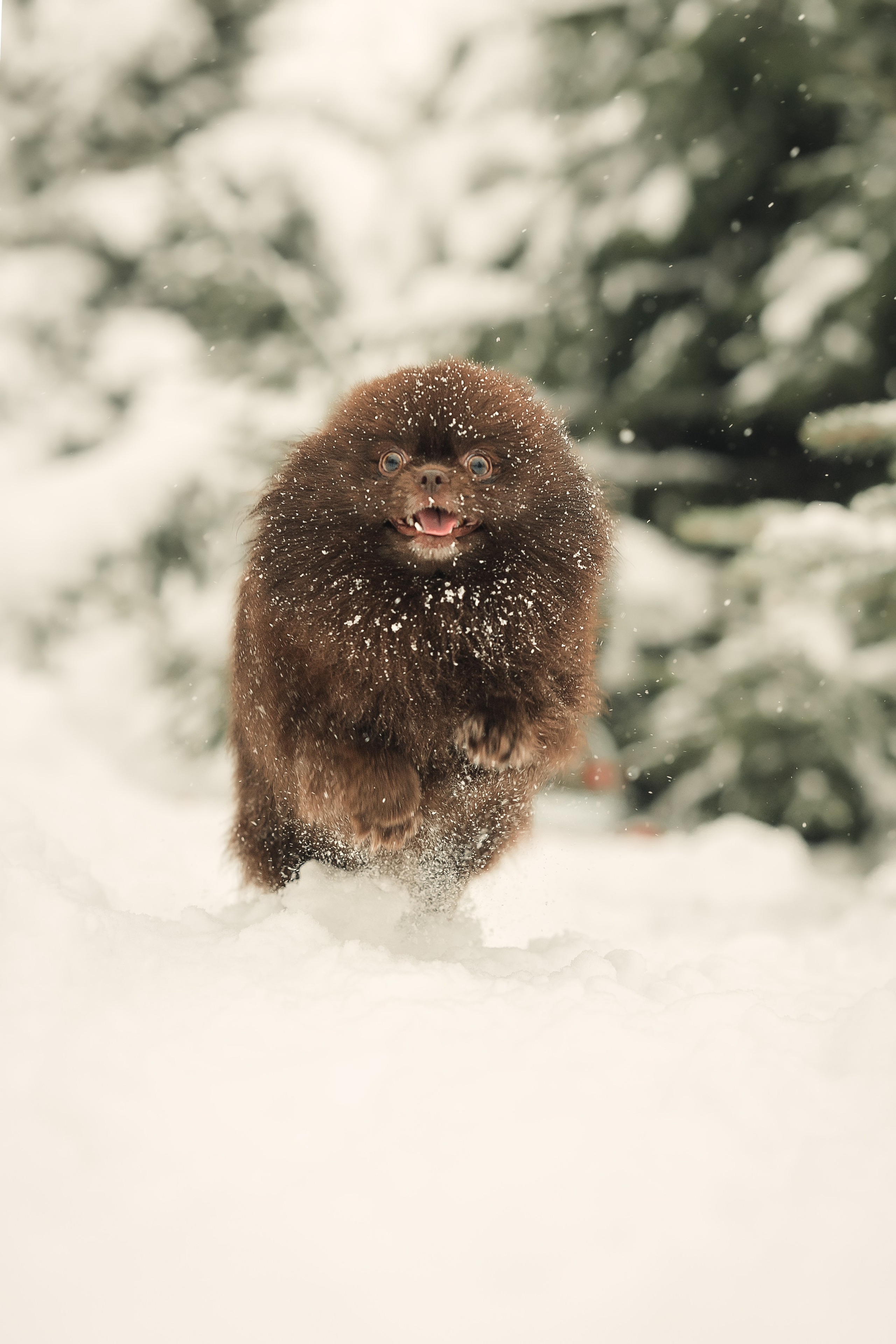 Людмила, Алиса и Шанечка