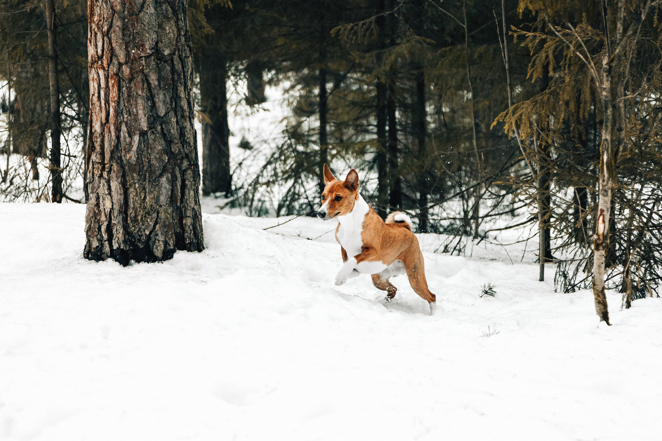 Басенджи Мэнни. Htykk_photo