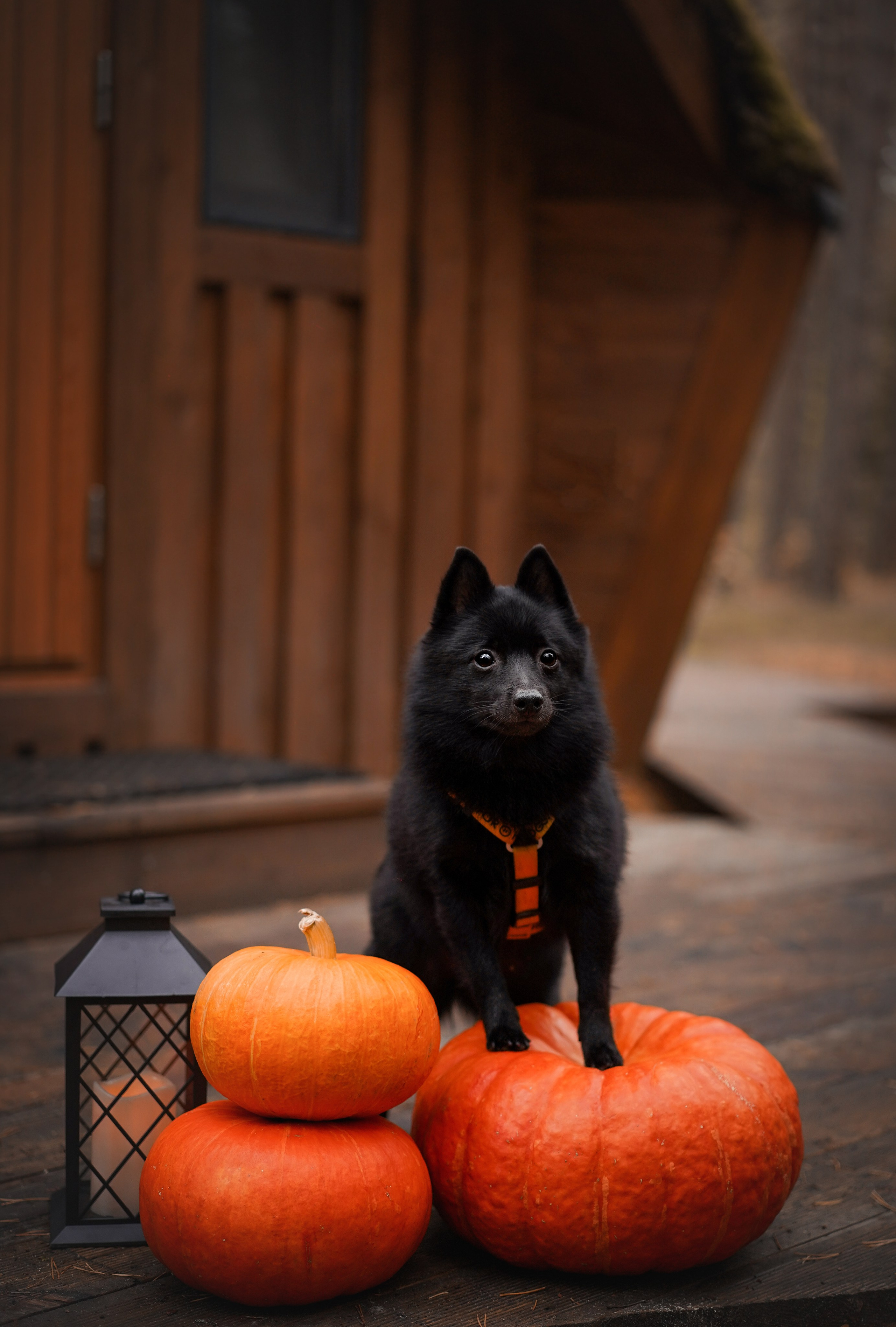 Аня Мишель Арчи и Майкл. Фотограф-анималист в Санкт-Петербурге Яна Мартынова