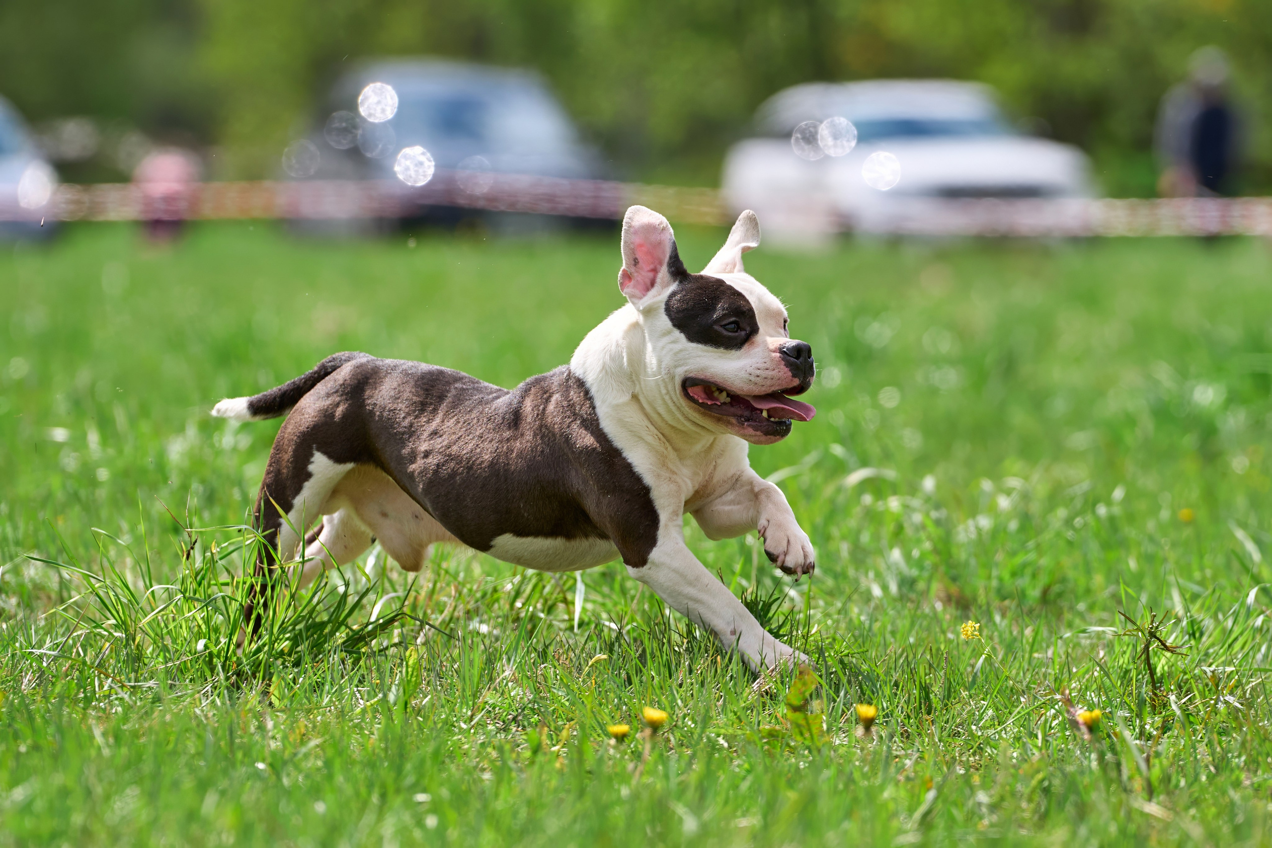 Тренировка по курсингу Донино. Фотограф-анималист Михаил Манухин