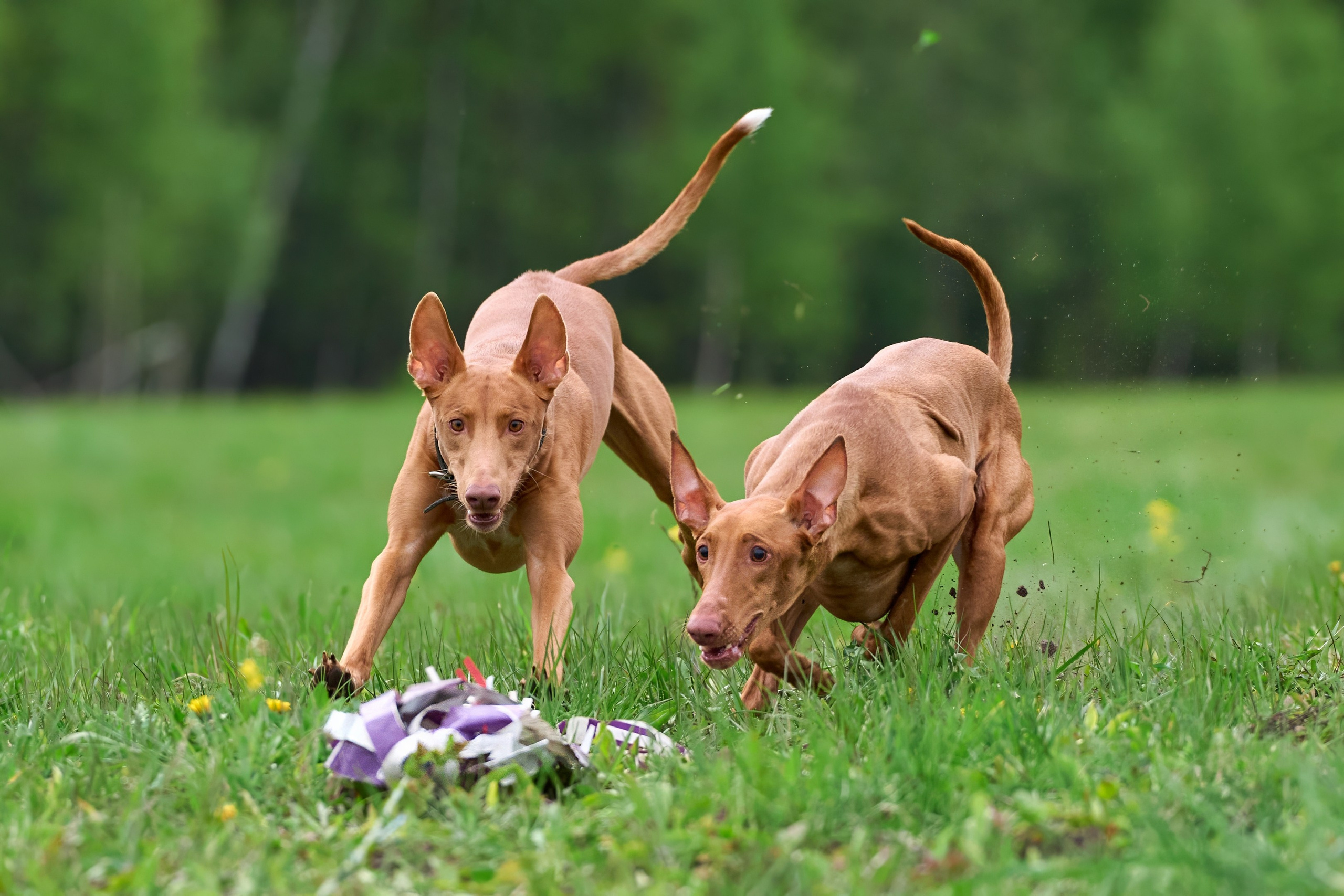 Тренировка по курсингу Донино. Фотограф-анималист Михаил Манухин