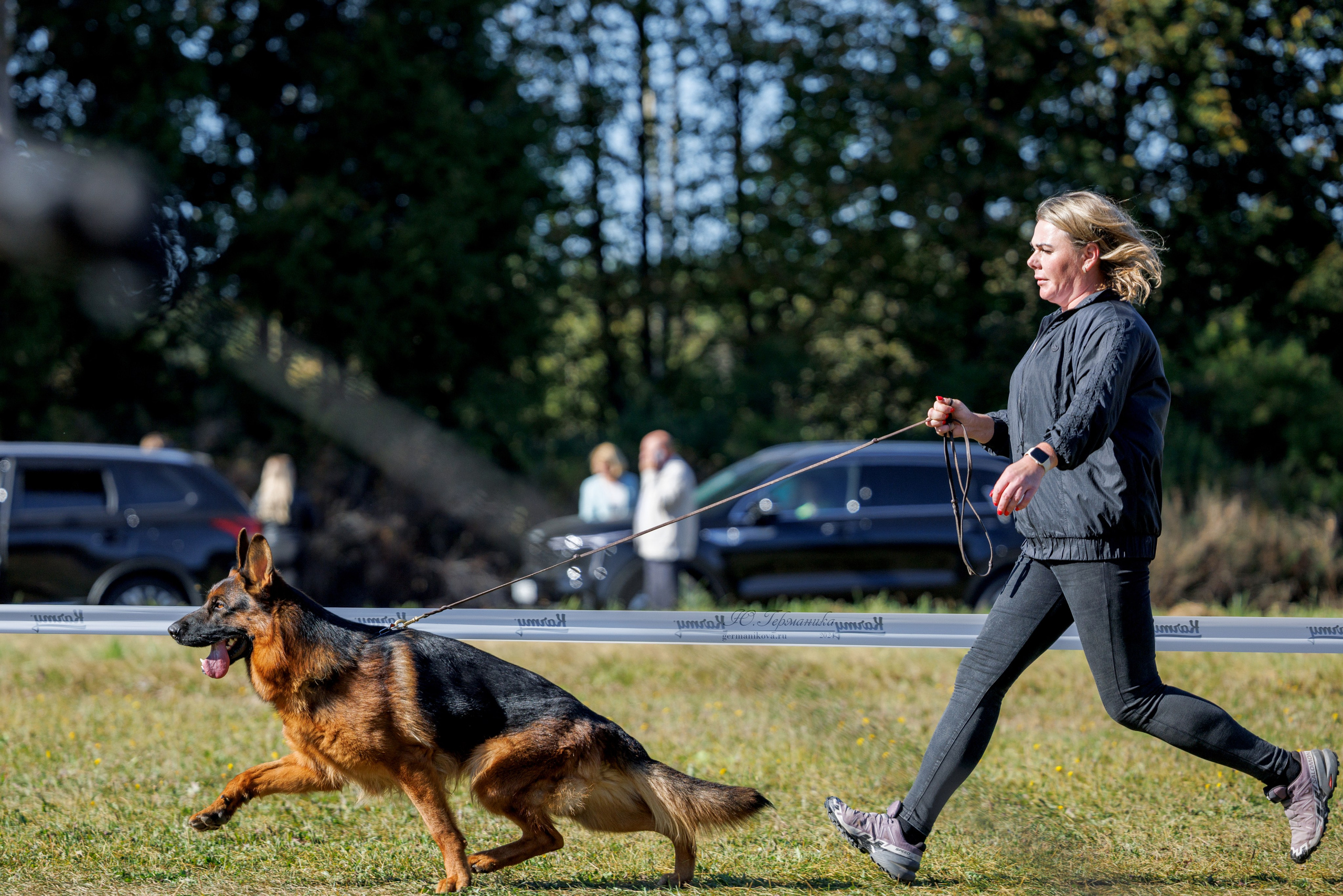 Тверь немецкие овчарки 22.09.2024. Фотограф-анималист Юлия Германика