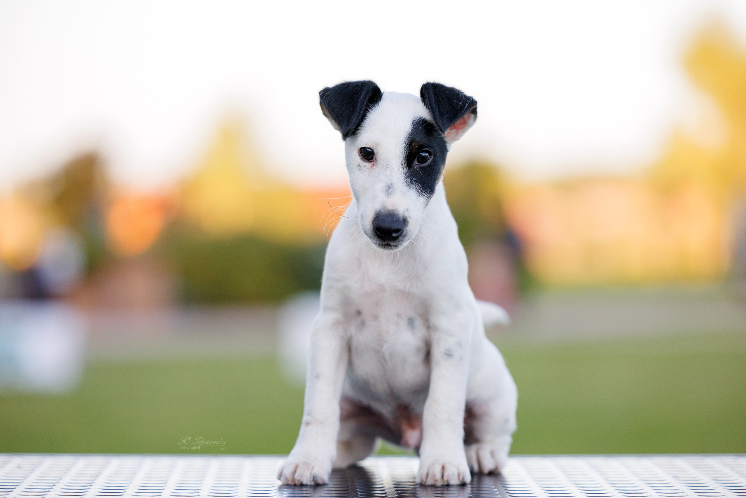 Переславль 5-7.08.2025. Фотограф-анималист Юлия Германика