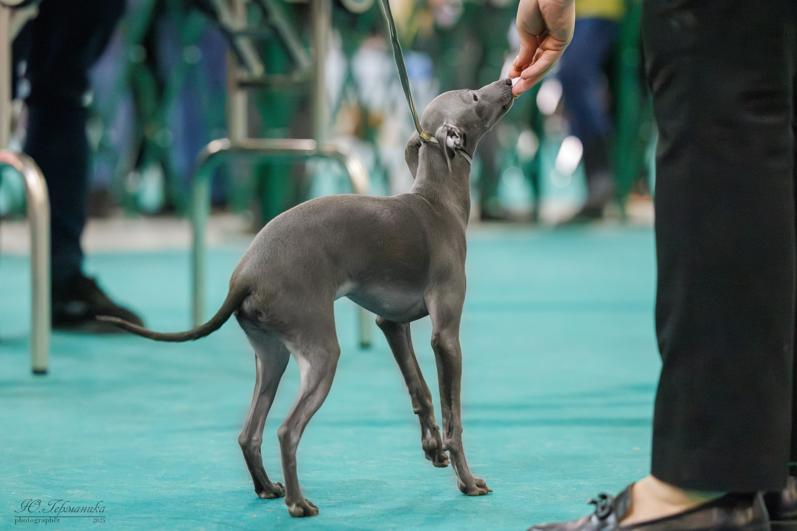 Гран-При 8.02.2025 и Крокус 09.02.2025. Фотограф-анималист Юлия Германика
