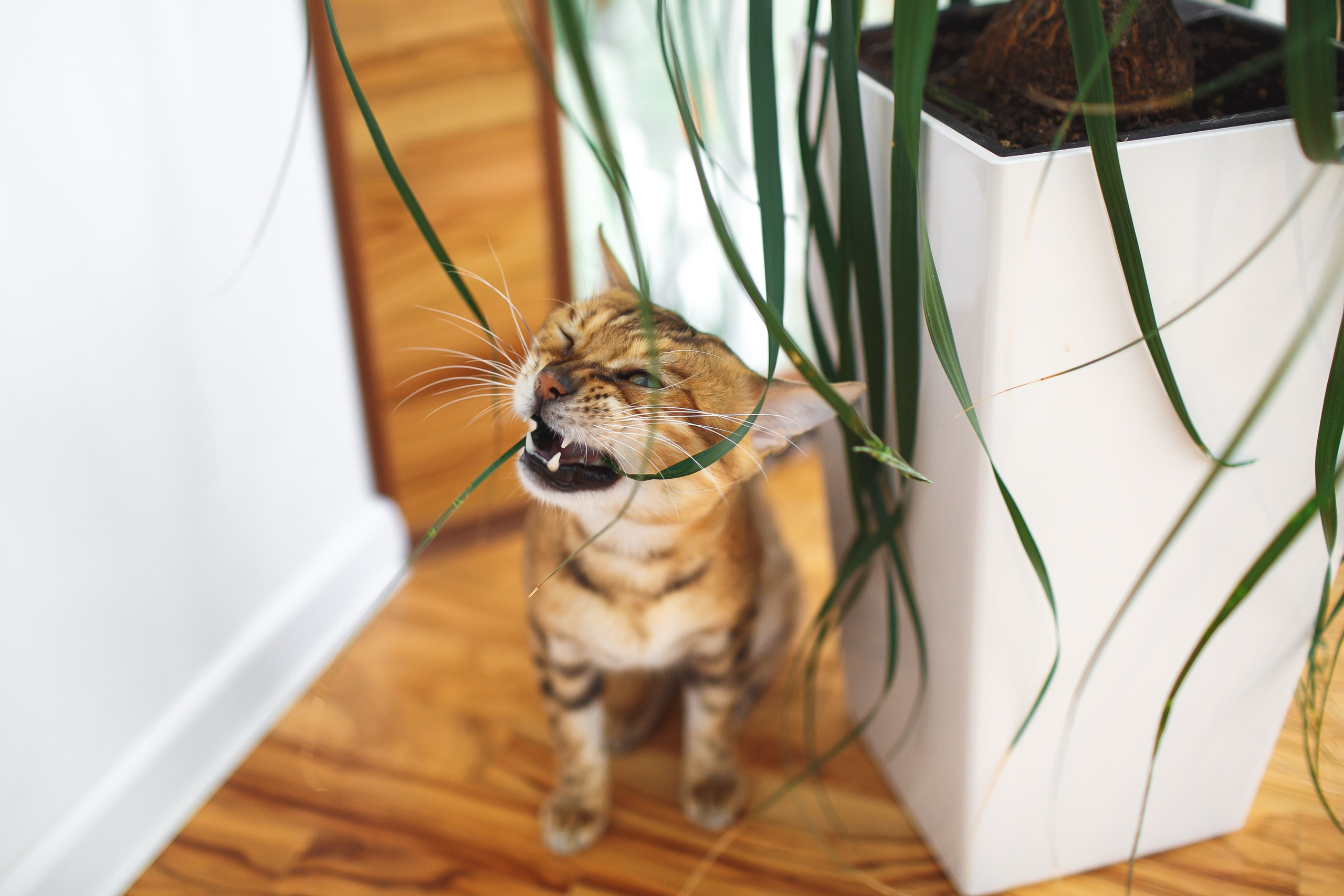 Свадьбы. Фотограф Ольга Че