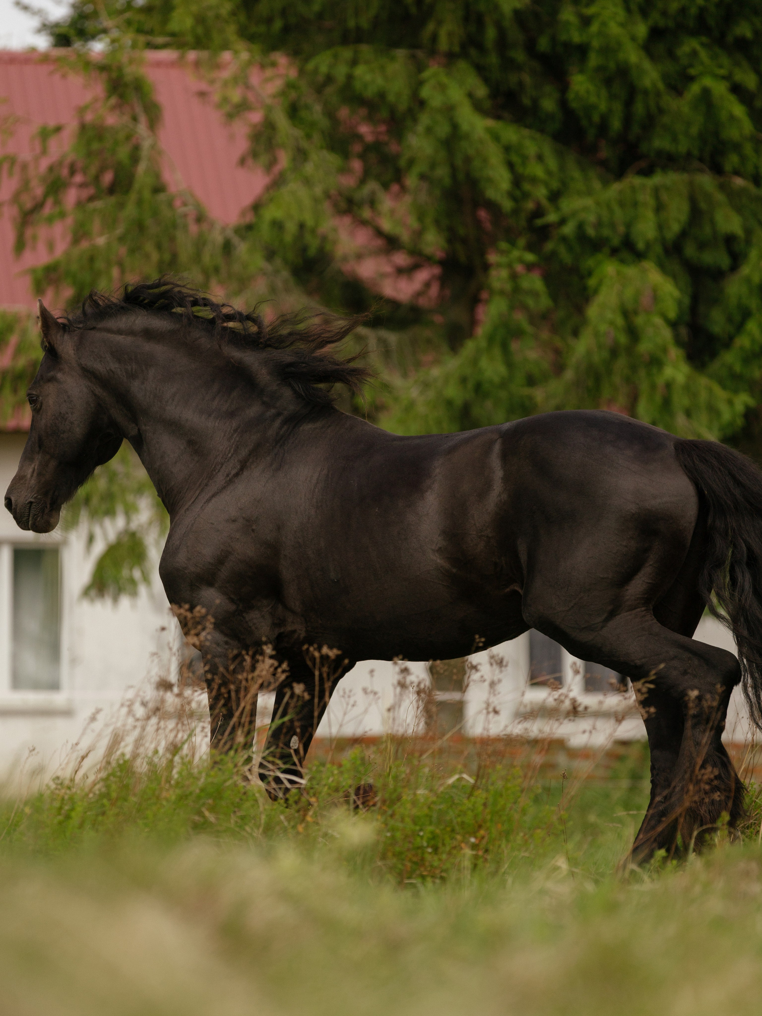 В гостях у Фризов. Конный фотограф в Калининграде Елена Курбатова