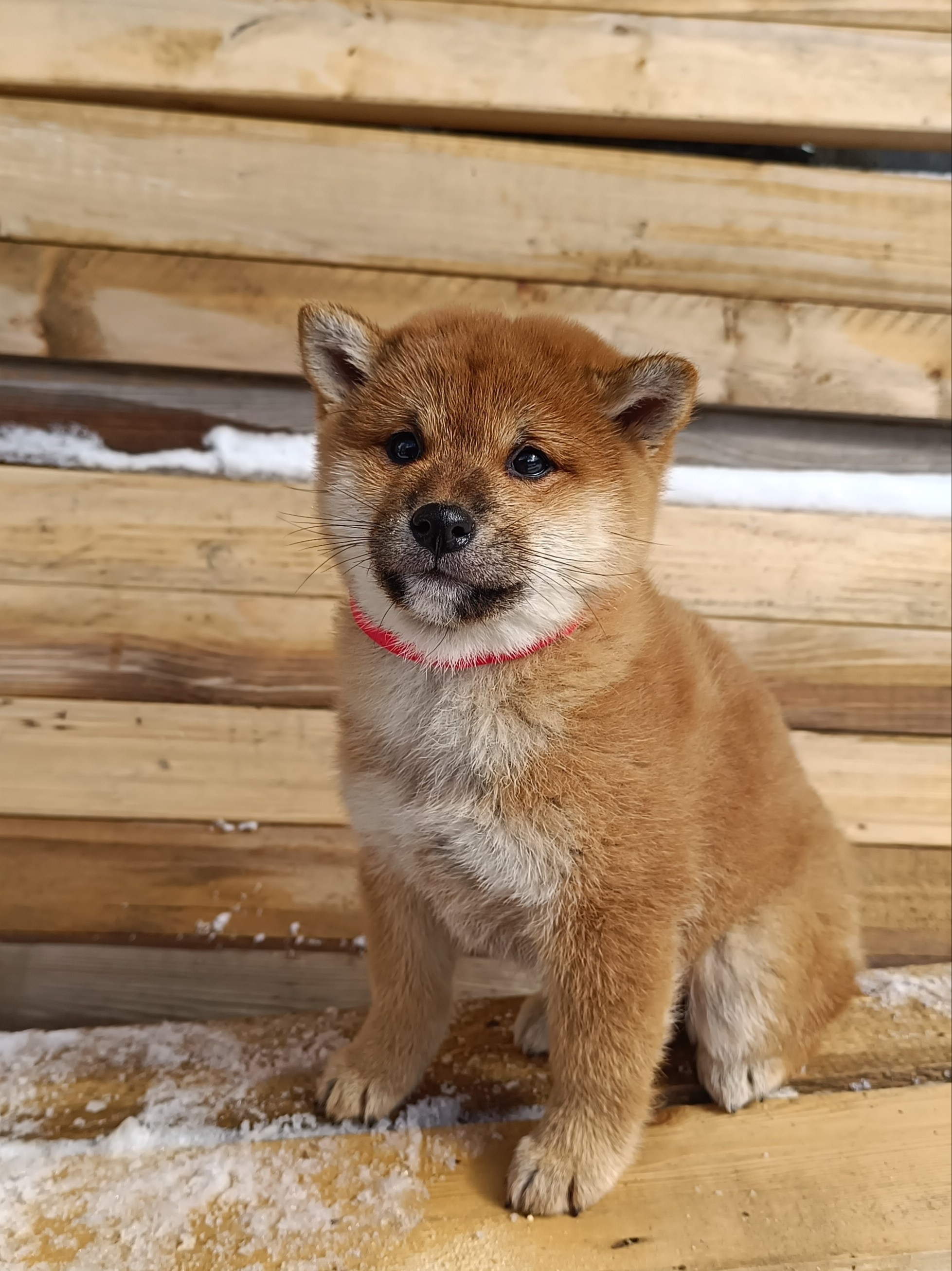 Сиба Rubylight Ellis питомник Рубилайт 