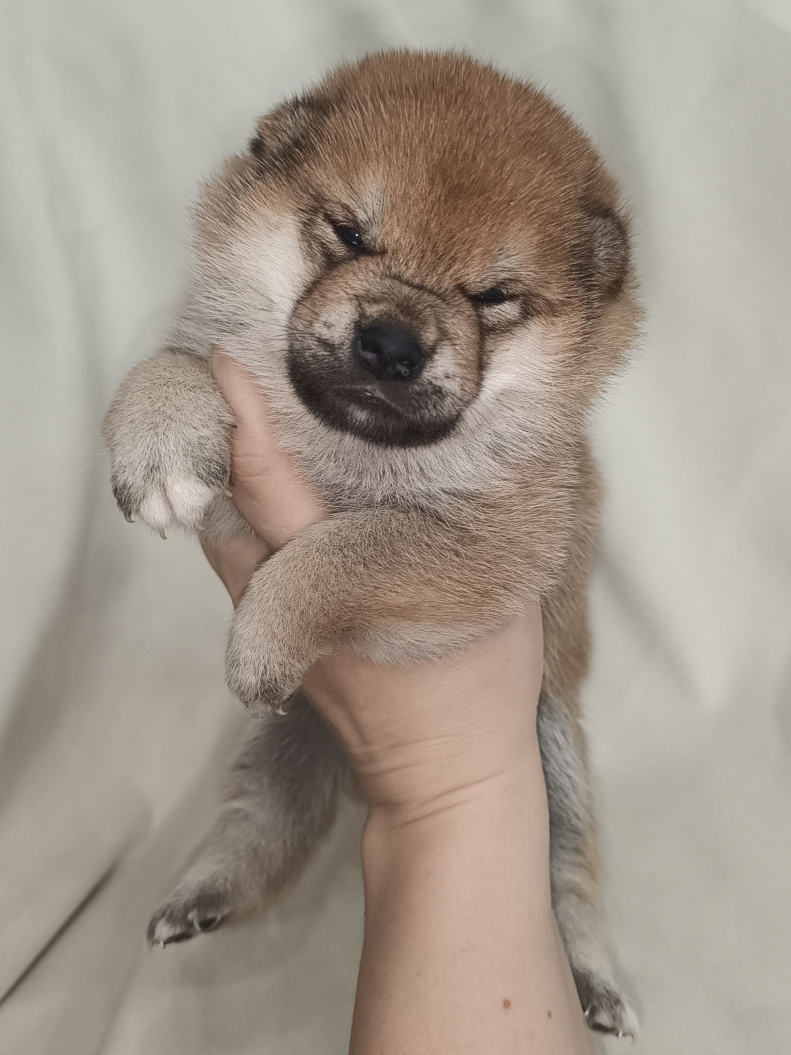 сиба питомник Рубилайт щенки на продажу rubylight  сиба щенки купить СПб Санкт-Петербург 