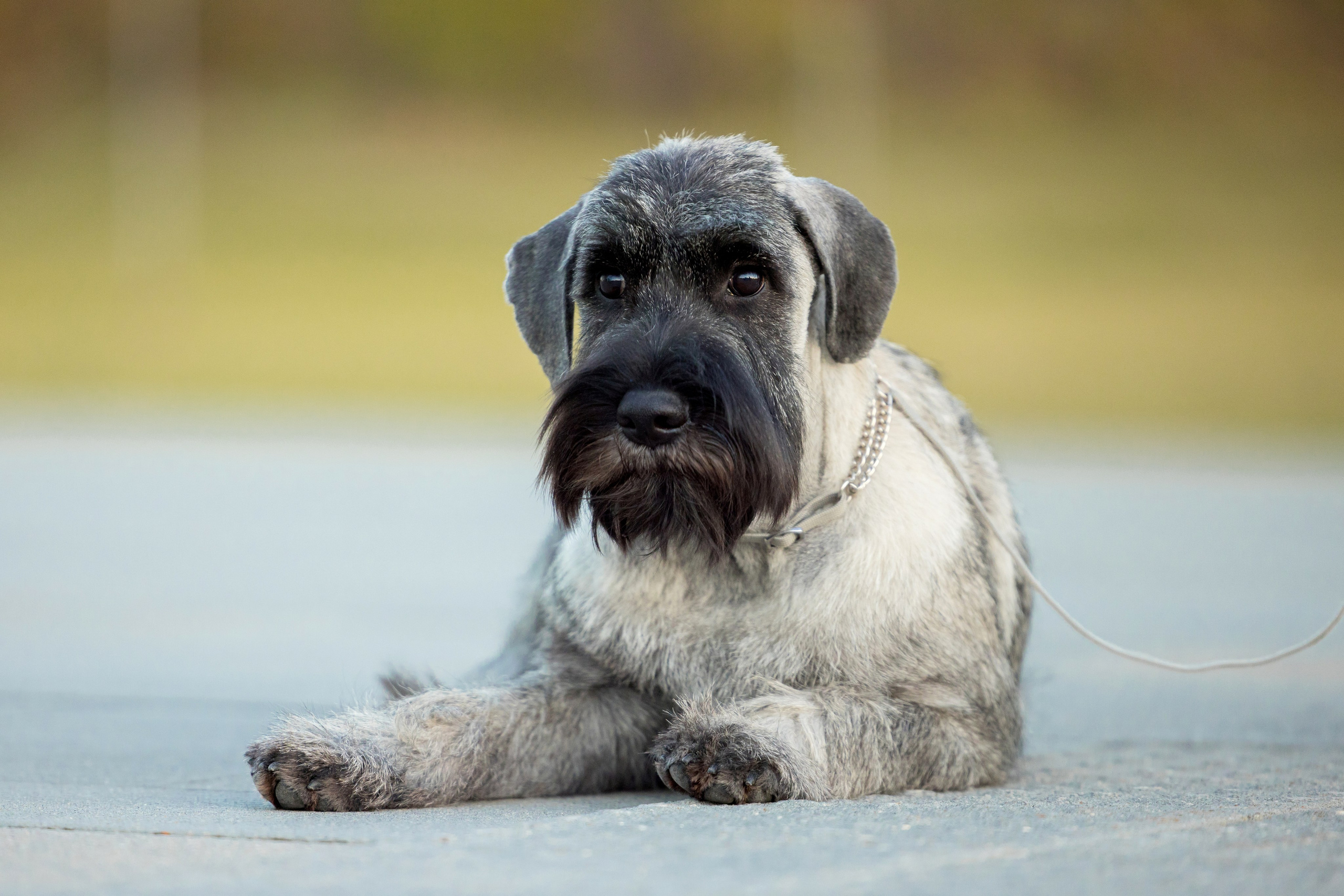 Нижний Новгород 21-22.10.2023. Фотограф-анималист Юлия Германика