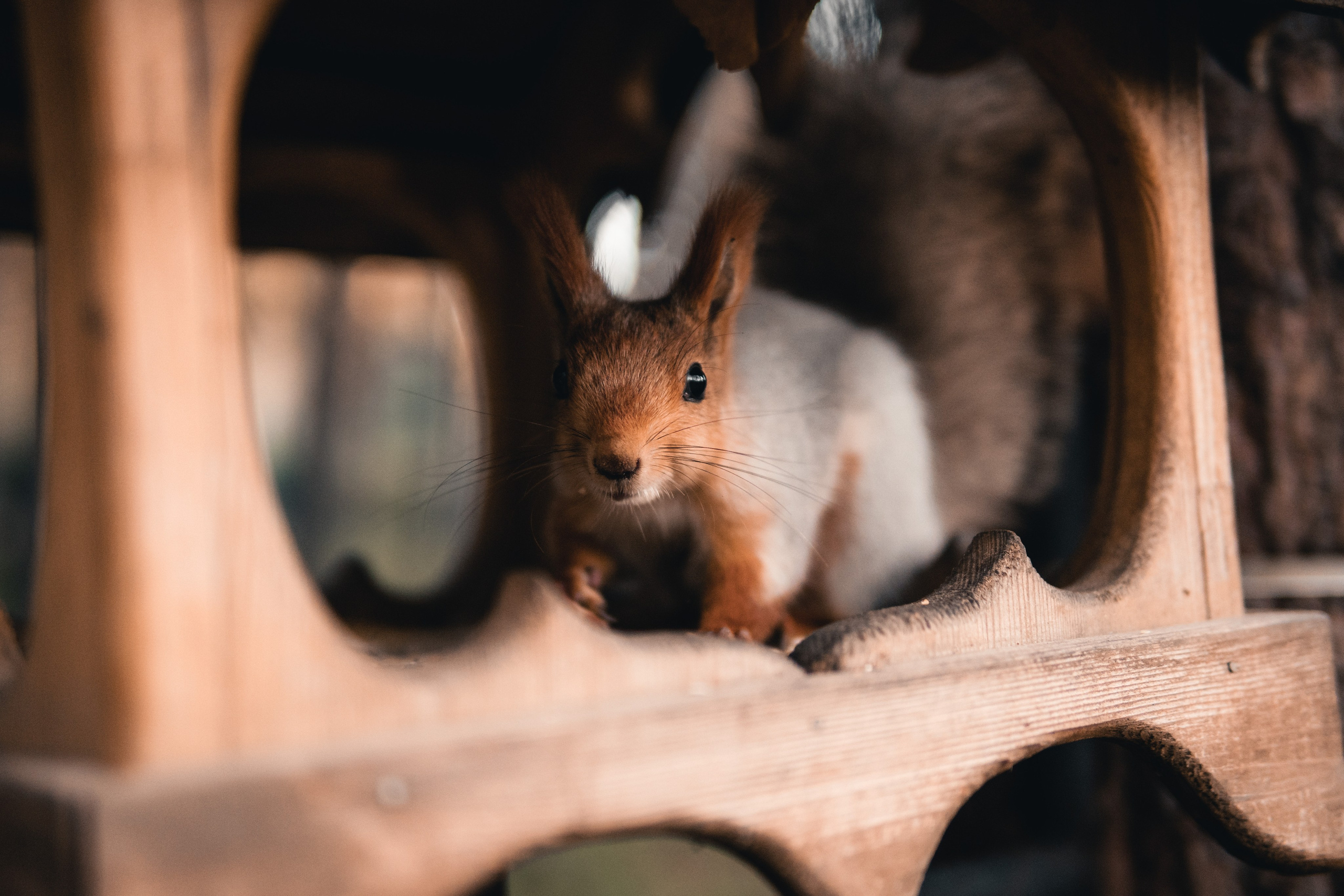Прогулка по парку. Фотограф в Новосибирске