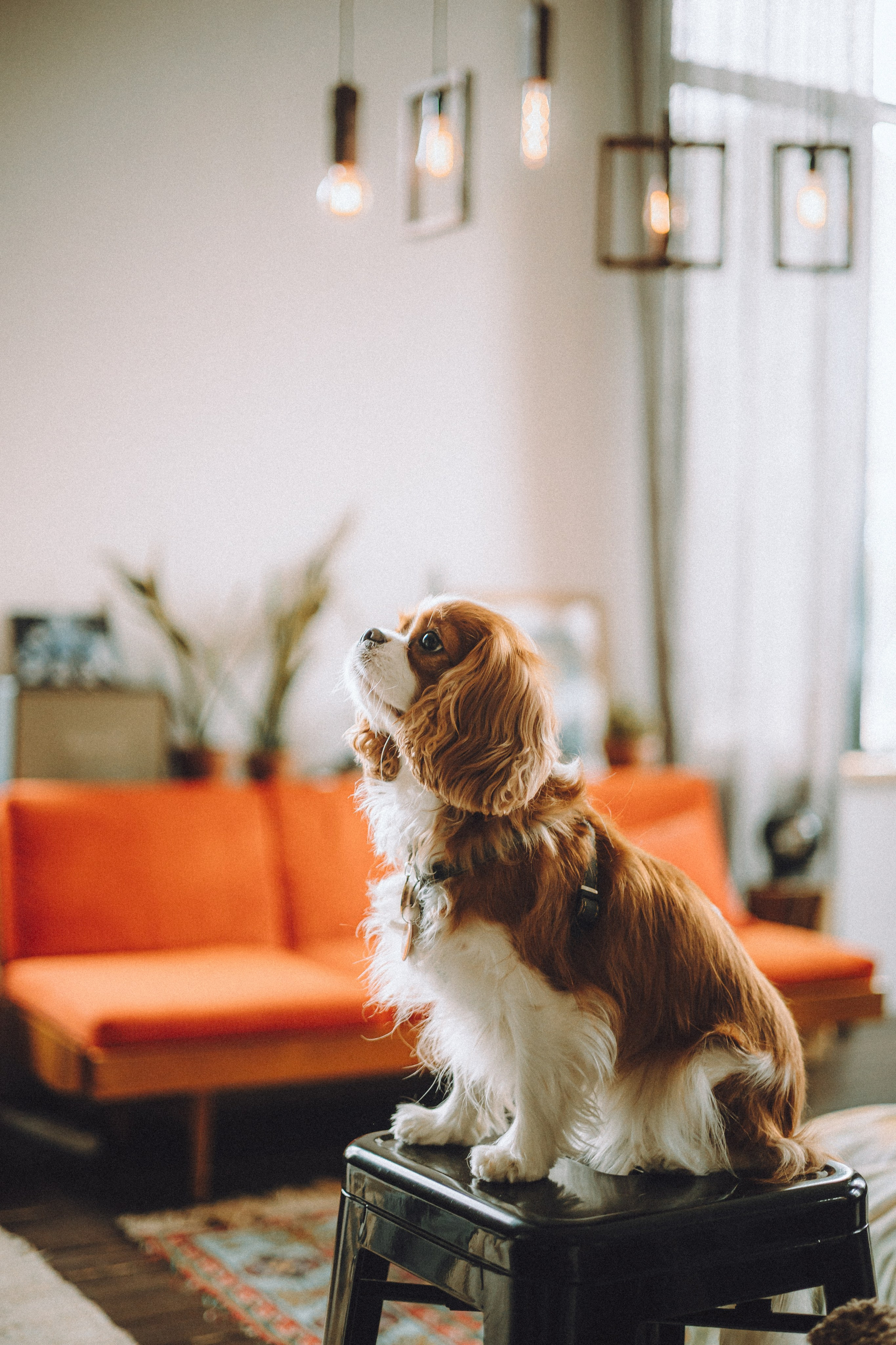 Валя, Вася, Аня и Ириска