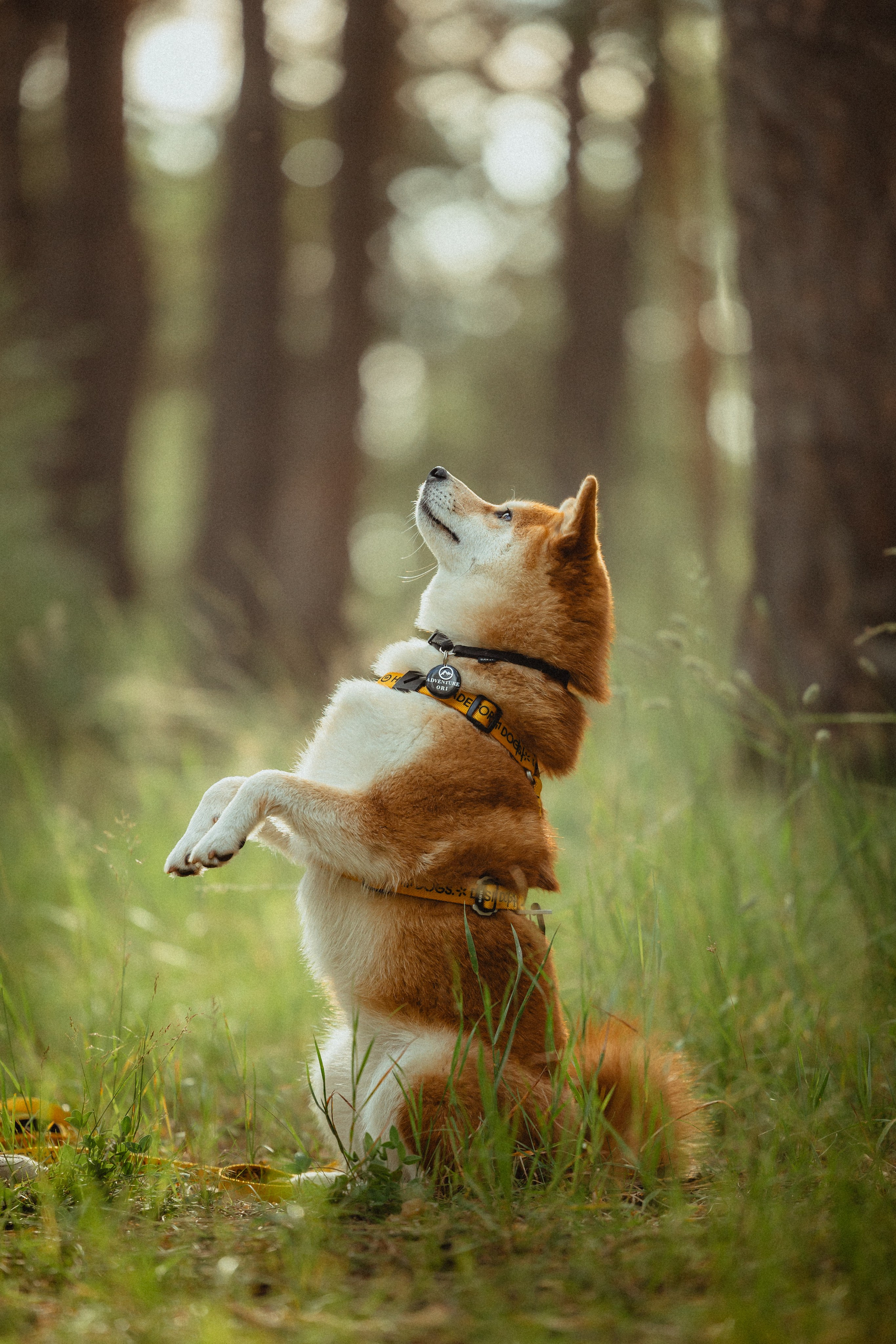 Выездной дог-тренинг от школы «Шерсть имею»