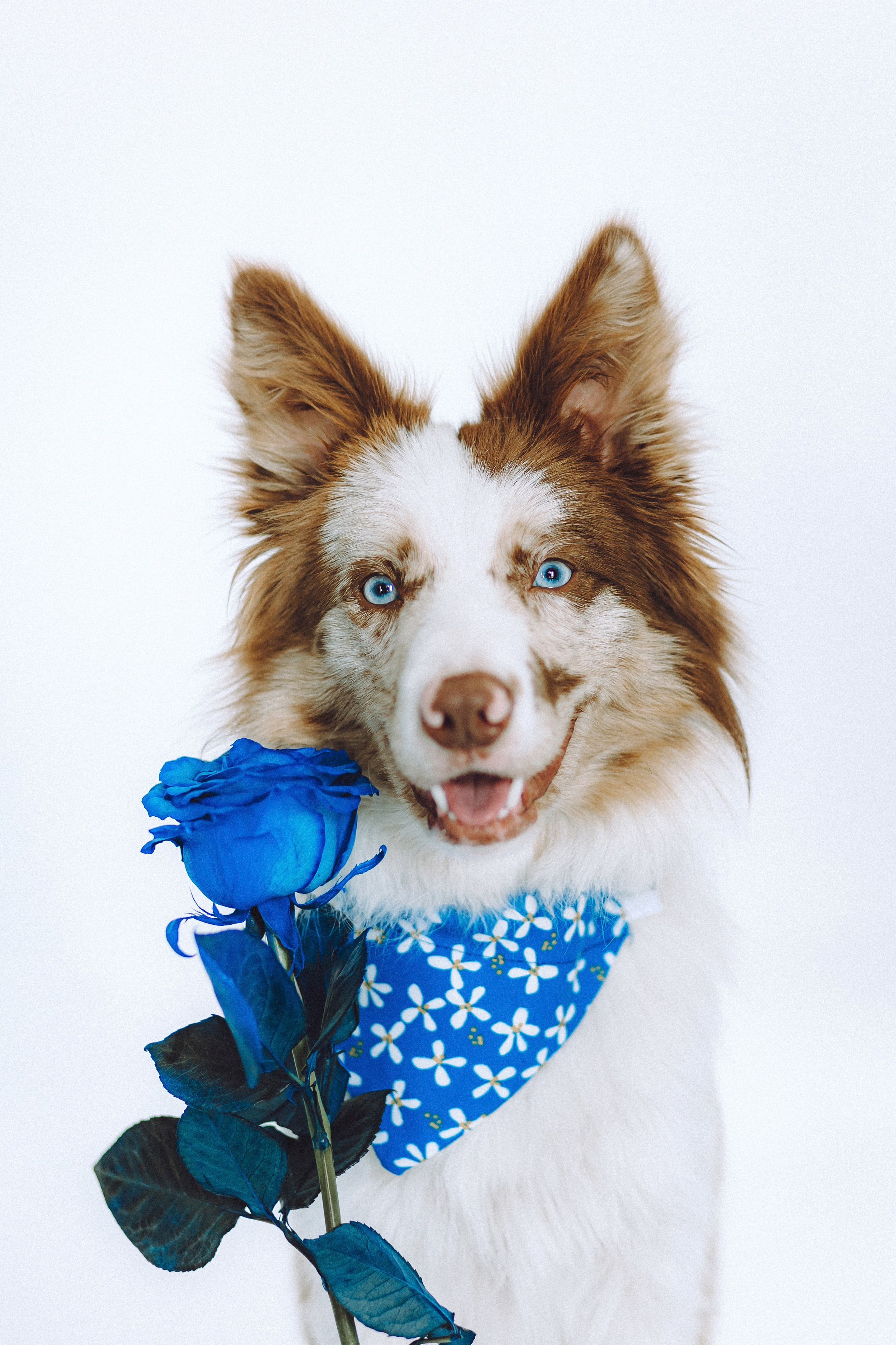 День рождения Айко