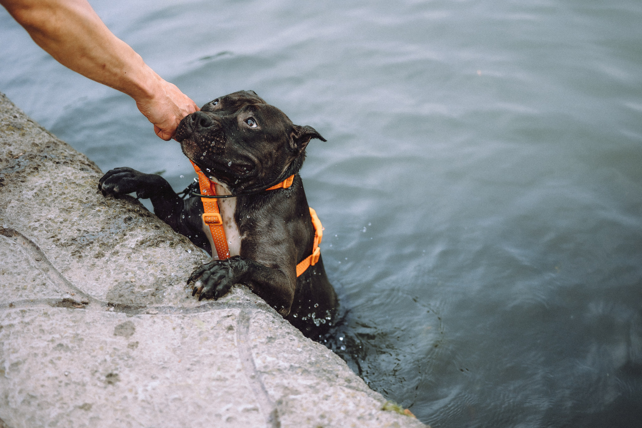 Паша, Хайди и Тея