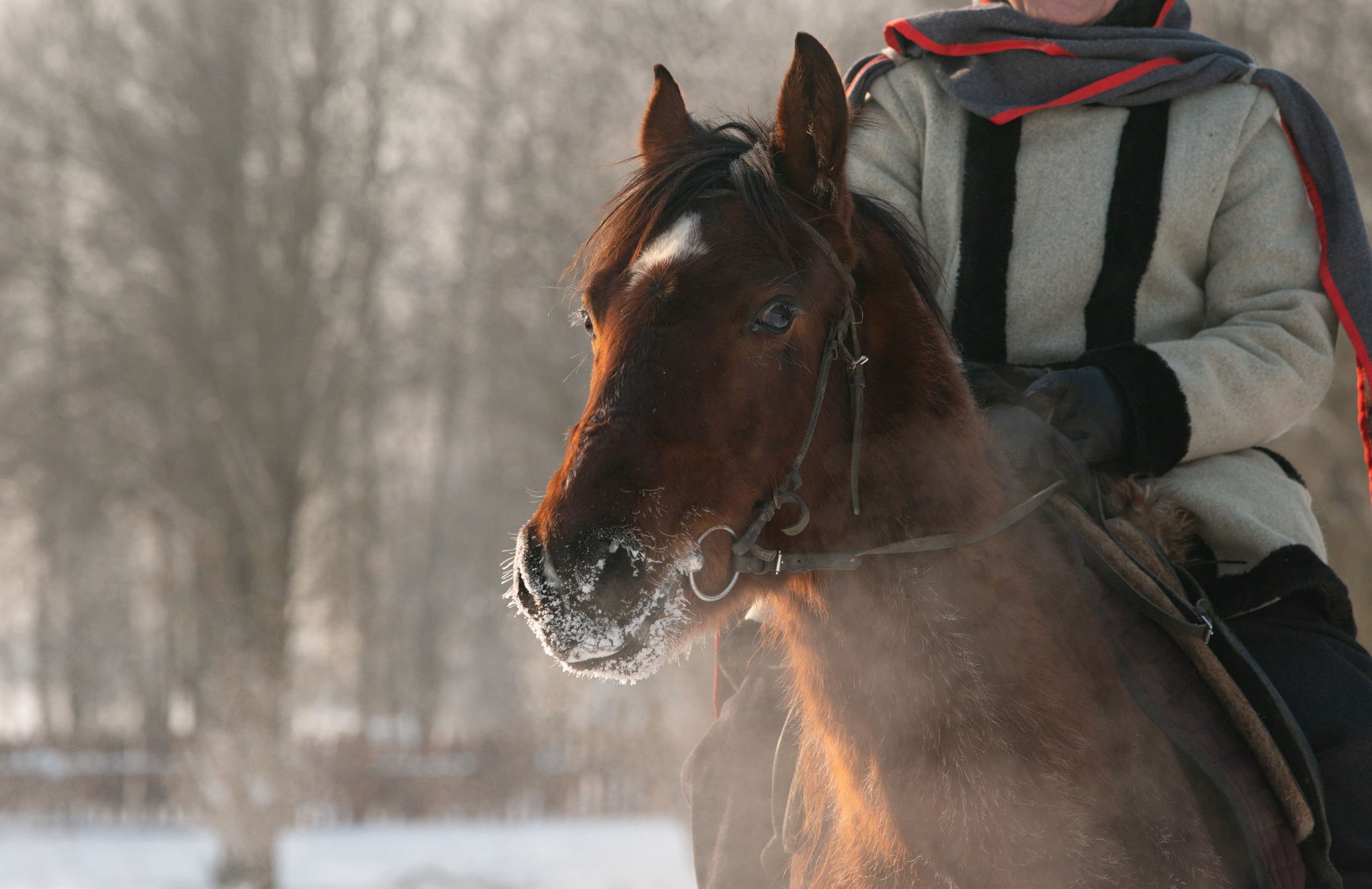 Псовая охота Аванпост. Конный фотограф в Саратове Юлия Иванова