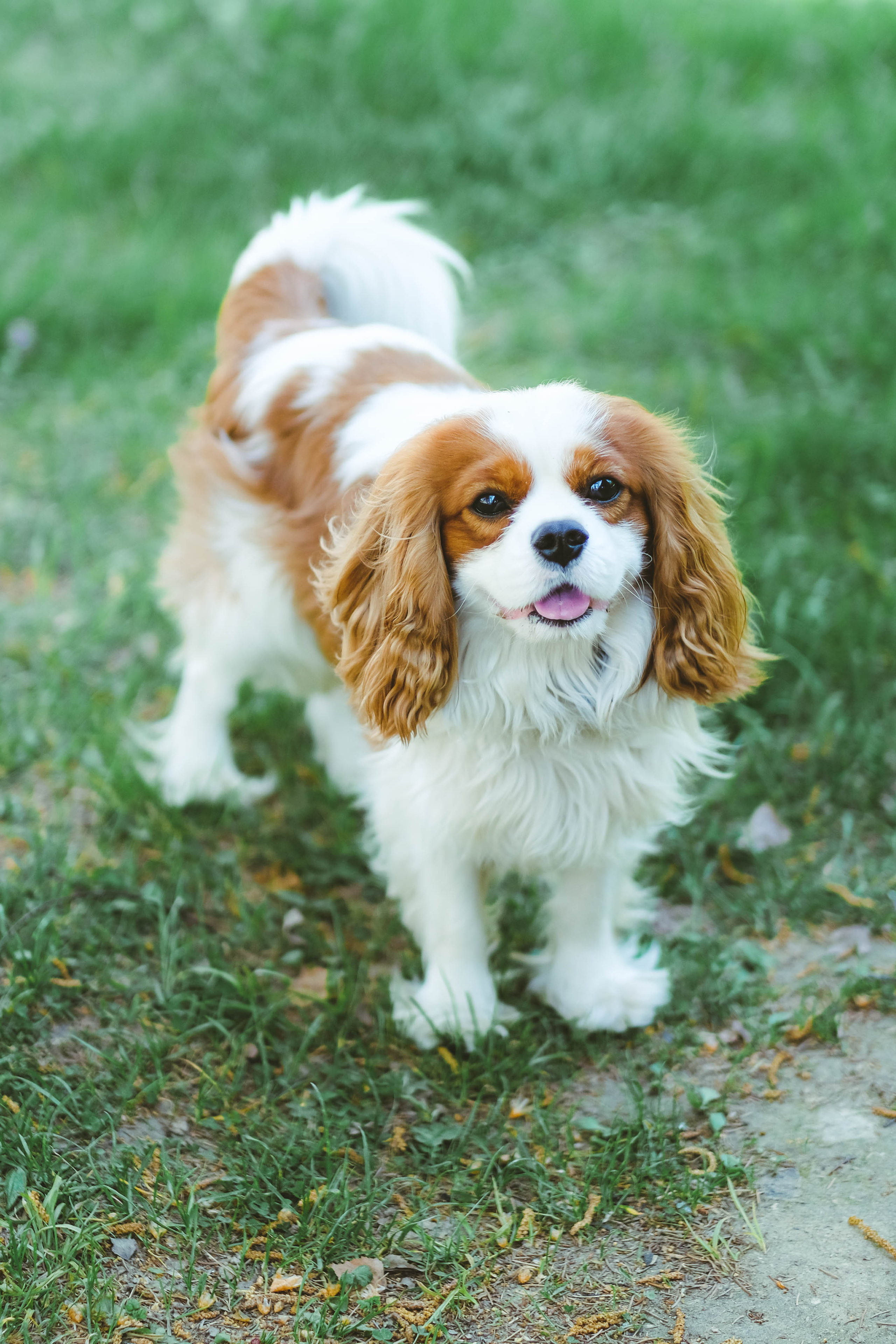 Виолетта. Светлана Наконечная, фотограф и видеограф, Москва/Крым