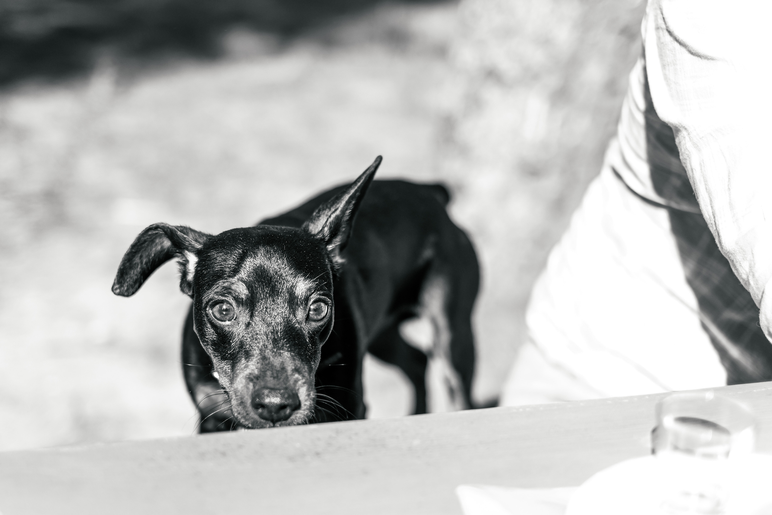 Виолетта. Светлана Наконечная, фотограф и видеограф, Москва/Крым