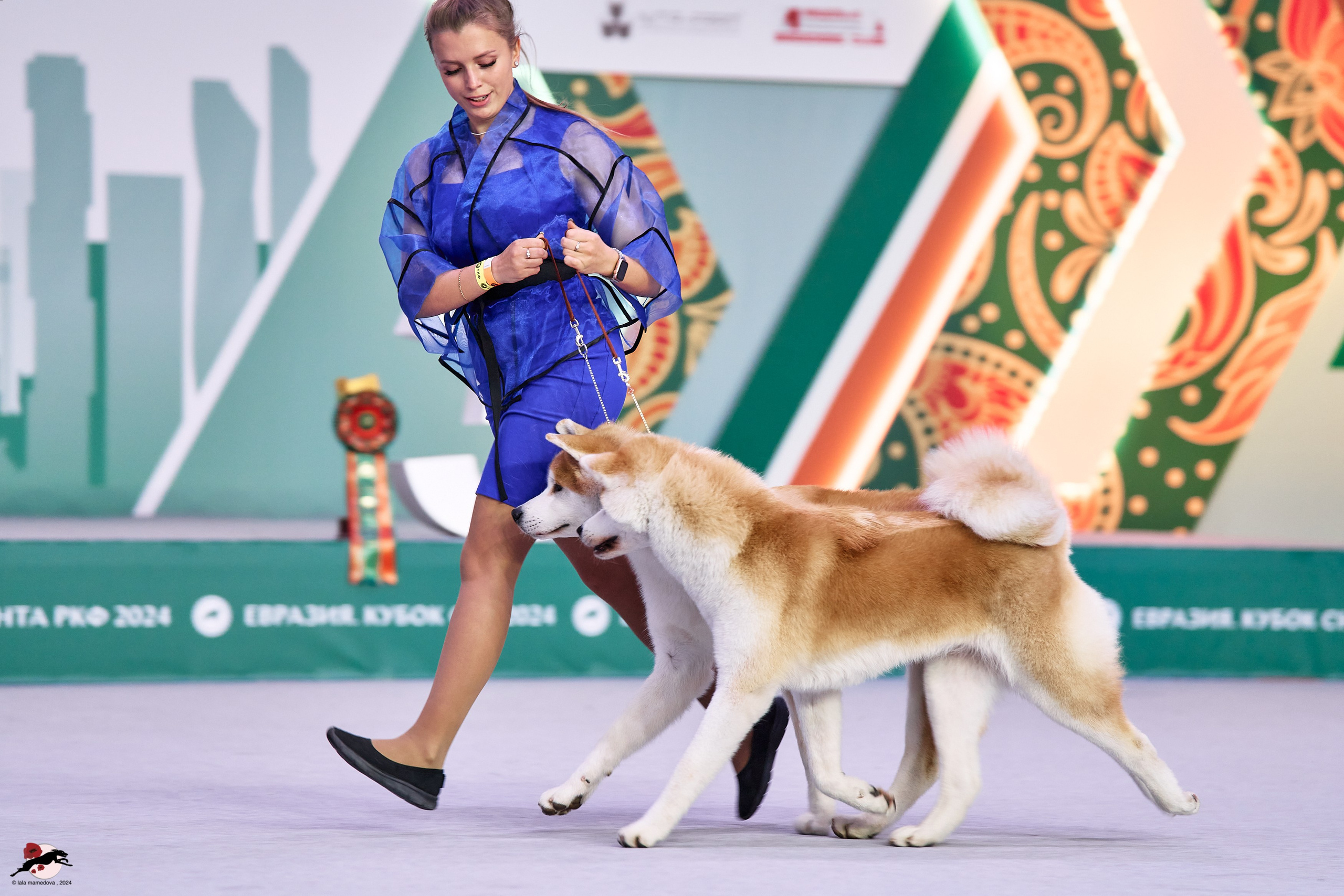 17.11.2024 «ЕВРАЗИЯ. КУБОК СНГ 2024»