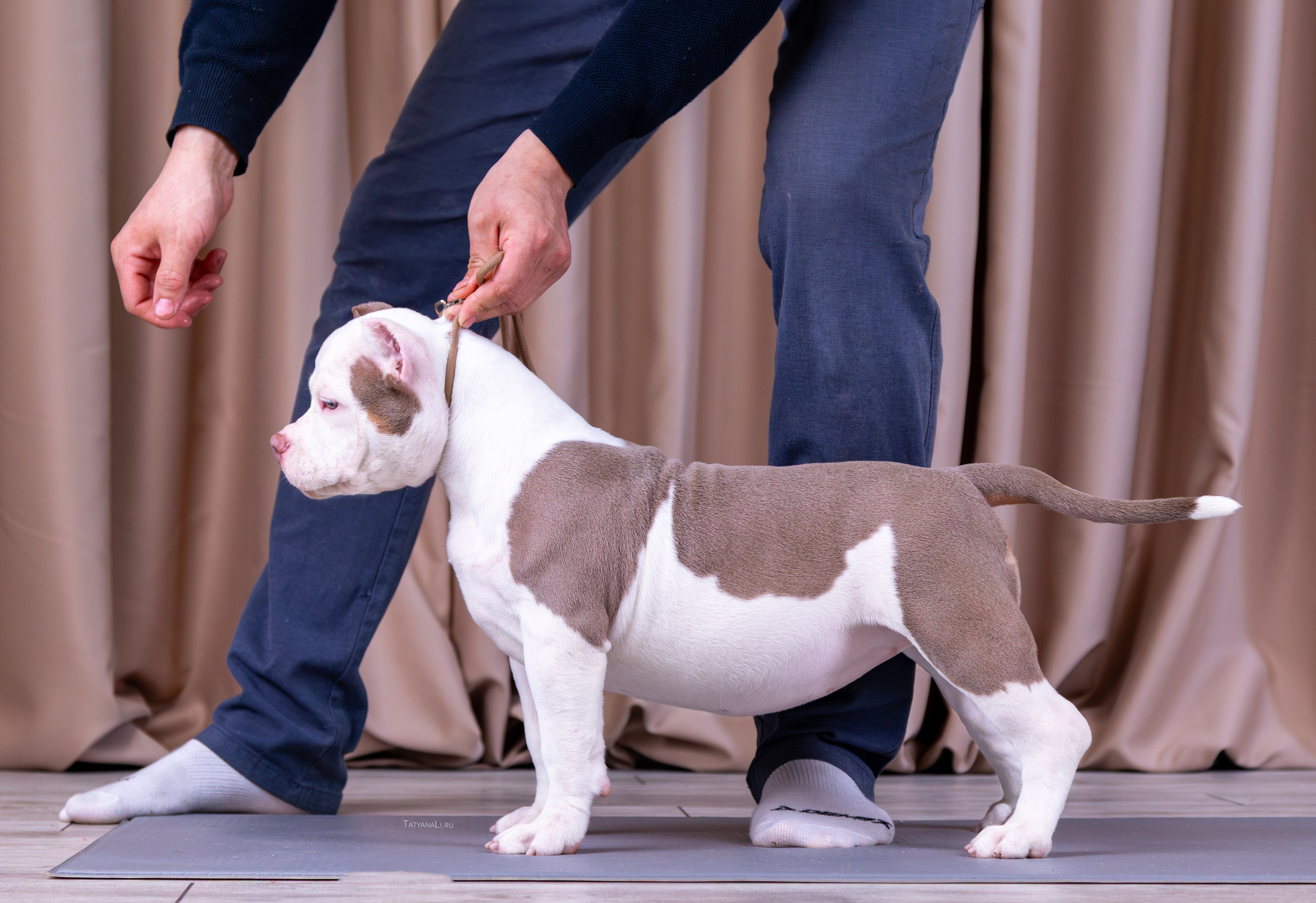 Американский булли. Фотограф — анималист Татьяна Ли