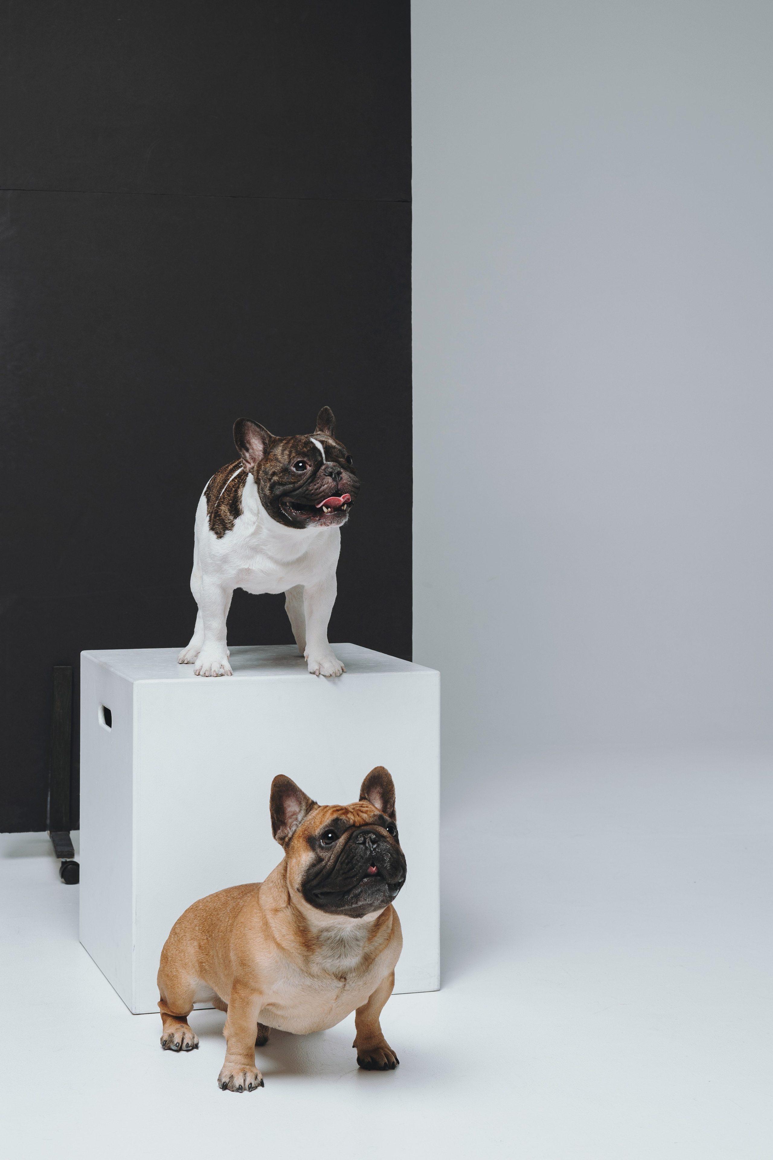 Анна, Юля, грогу и Винс. Фотограф — анималист Владивосток, Алина