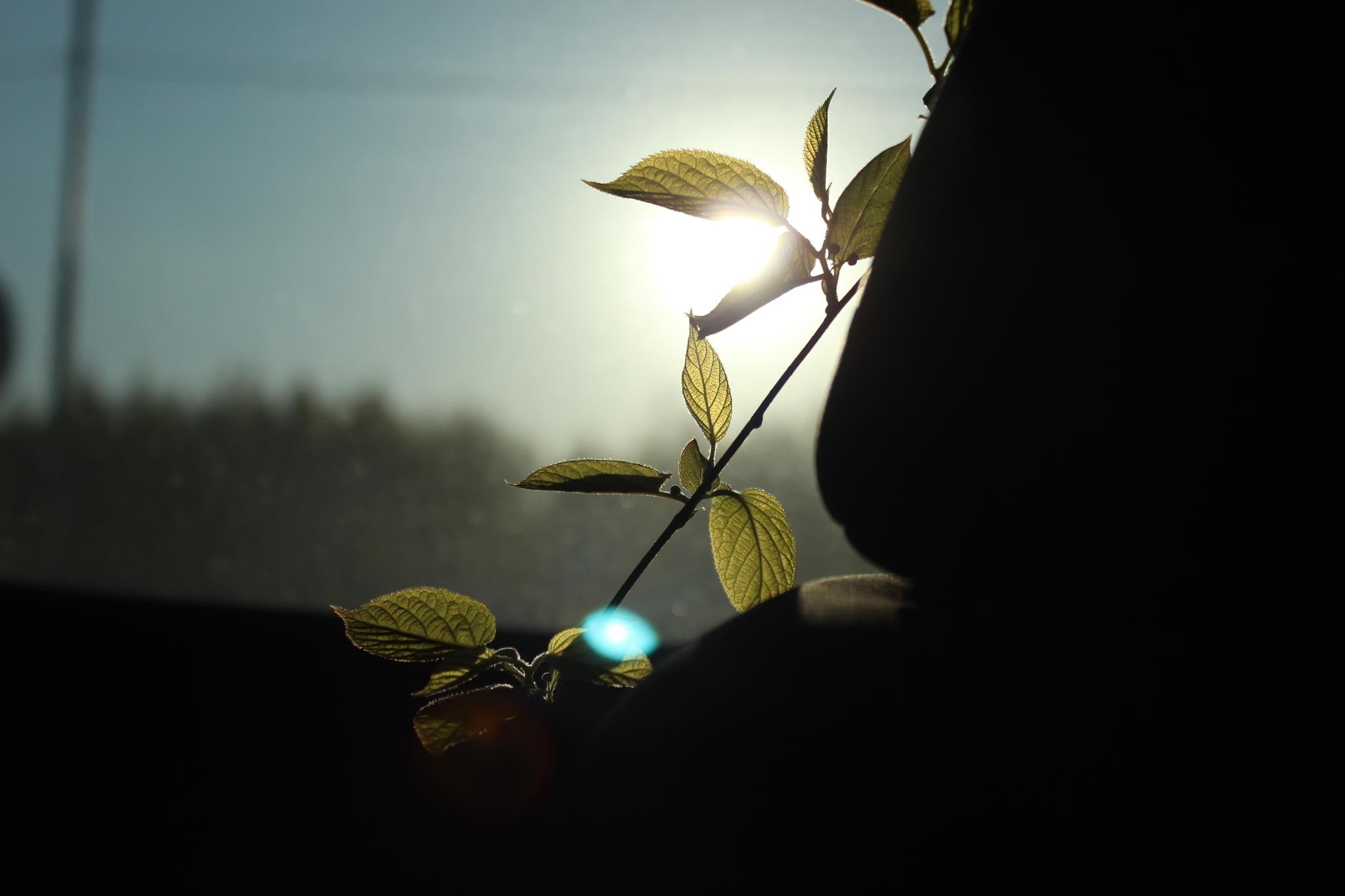 Природа. Polyframe