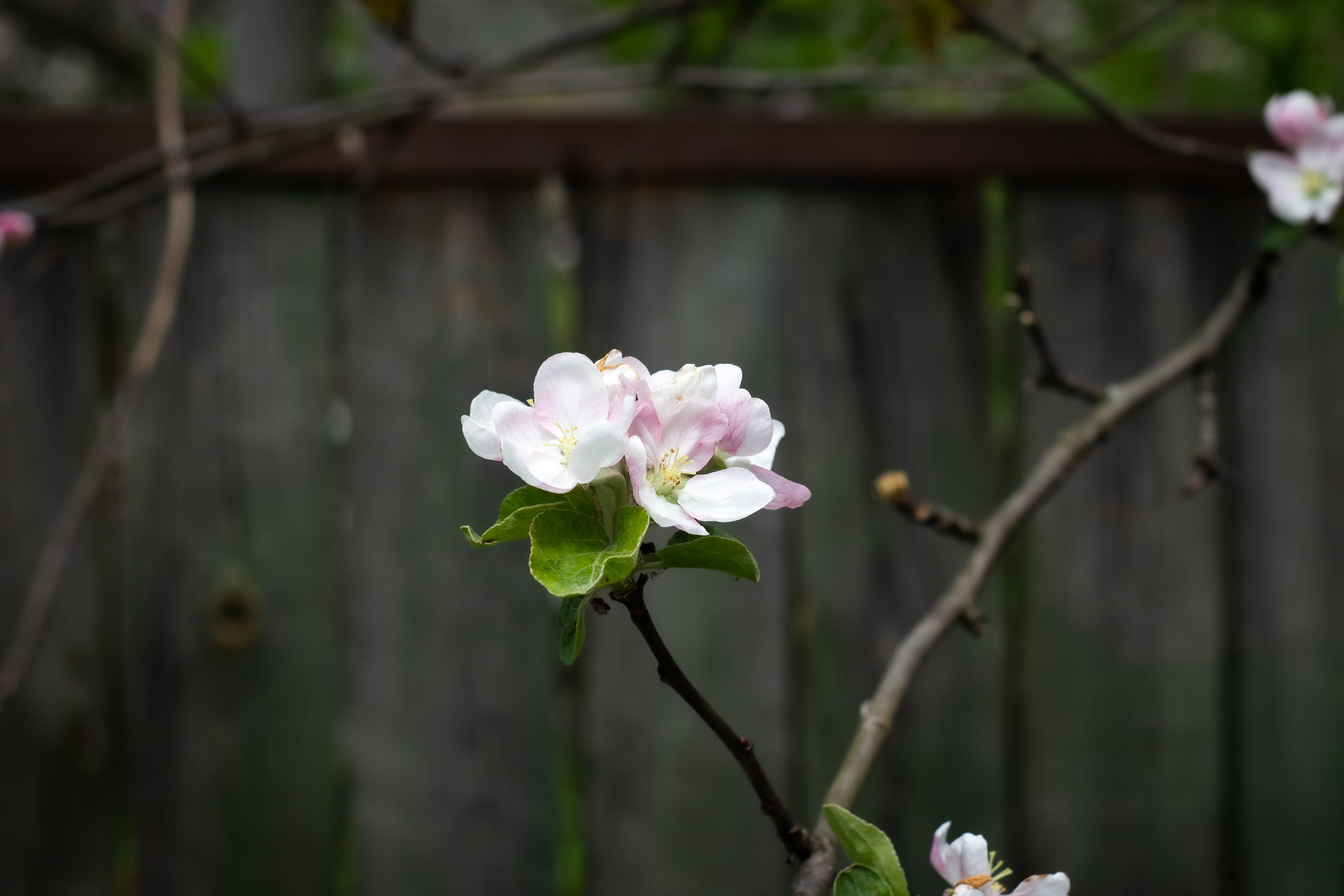 Природа. Polyframe