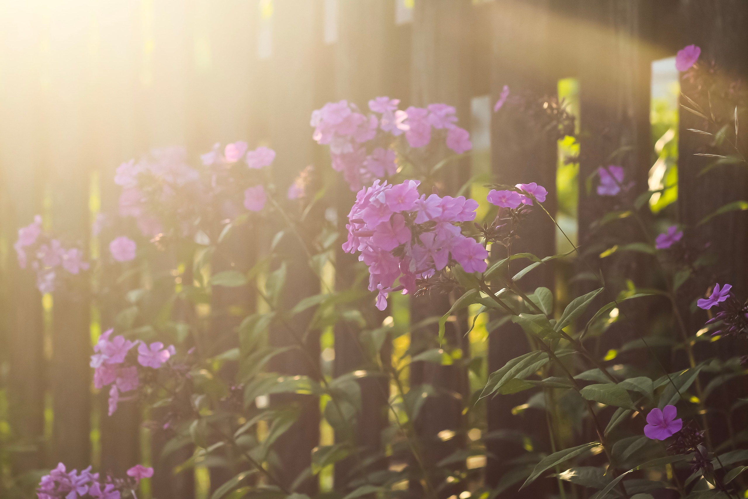 Природа. Polyframe