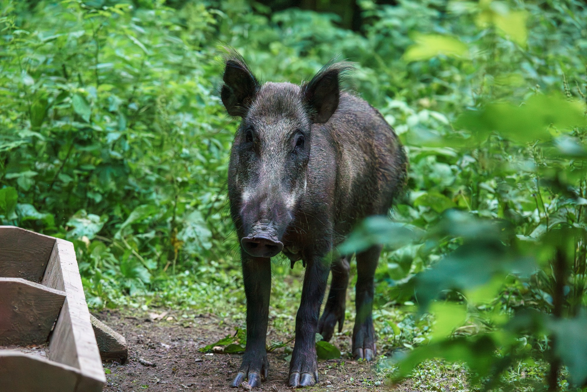 Животные. Ваш личный фотограф Марина Волкова