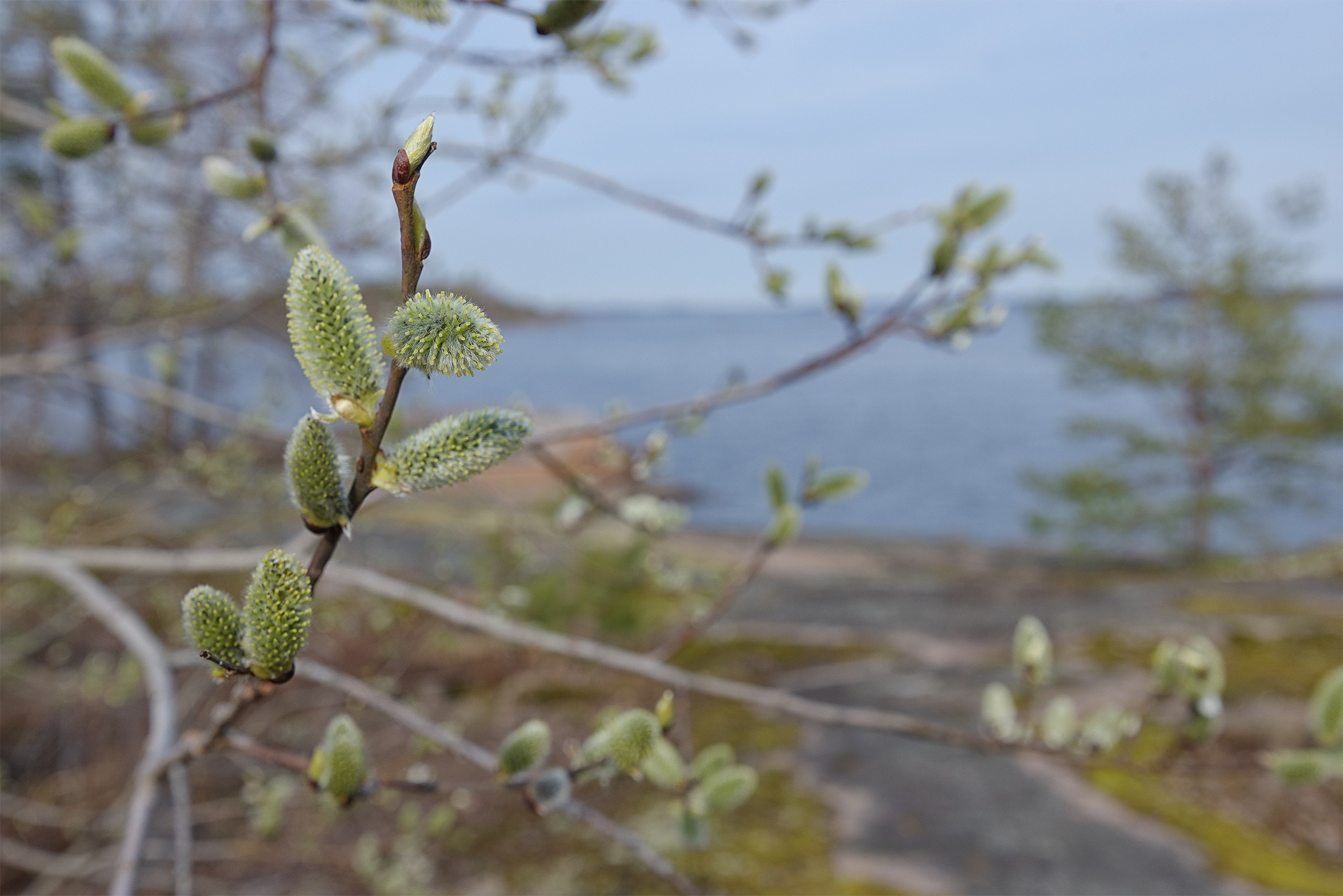 Пейзажи. Сайт фотографа Елены Михайловой. Фотосессии на пленэре в Сестрорецке