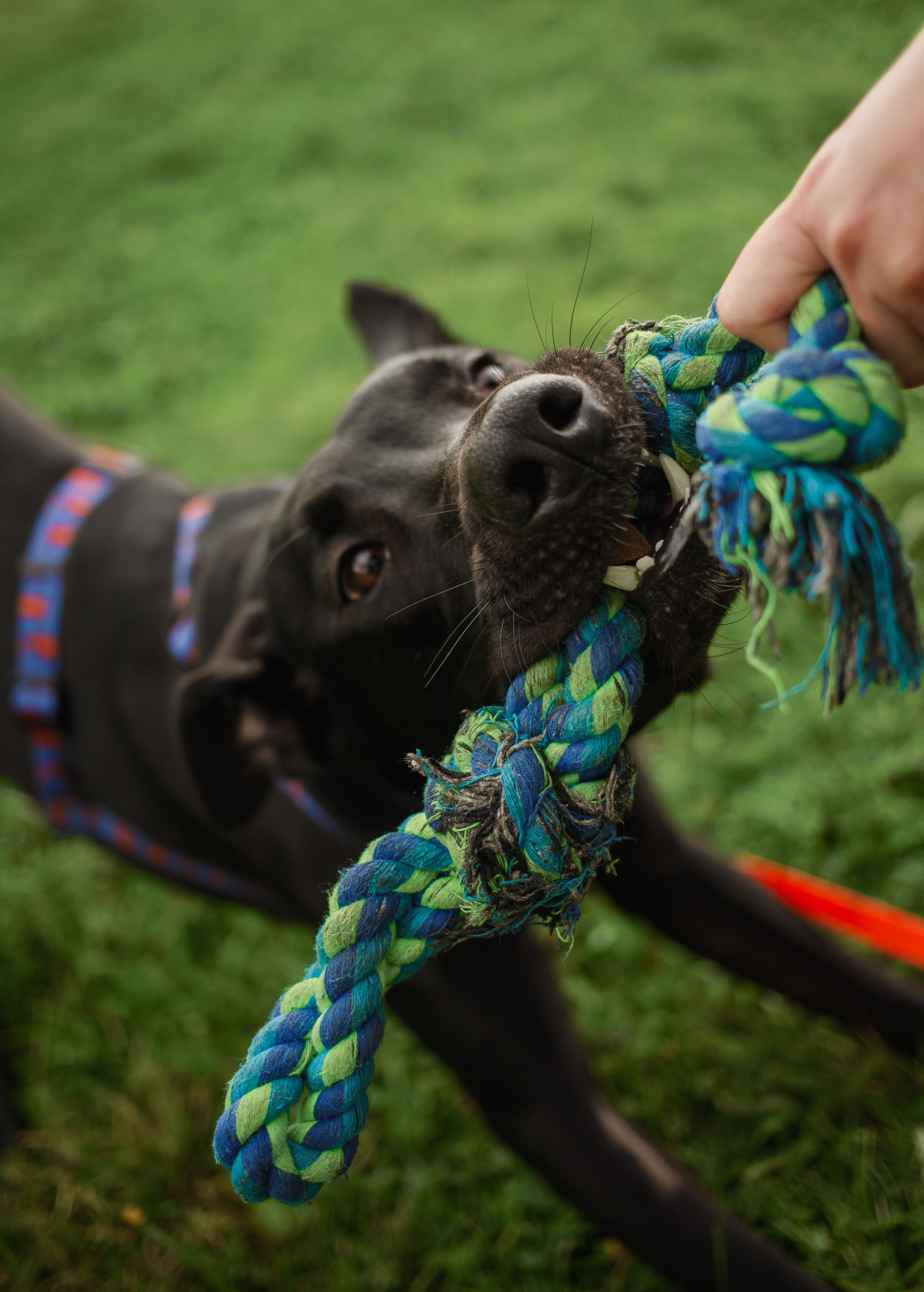 Отис ищет дом. Портретный фотограф в Санкт-Петербурге Катя Протасевич