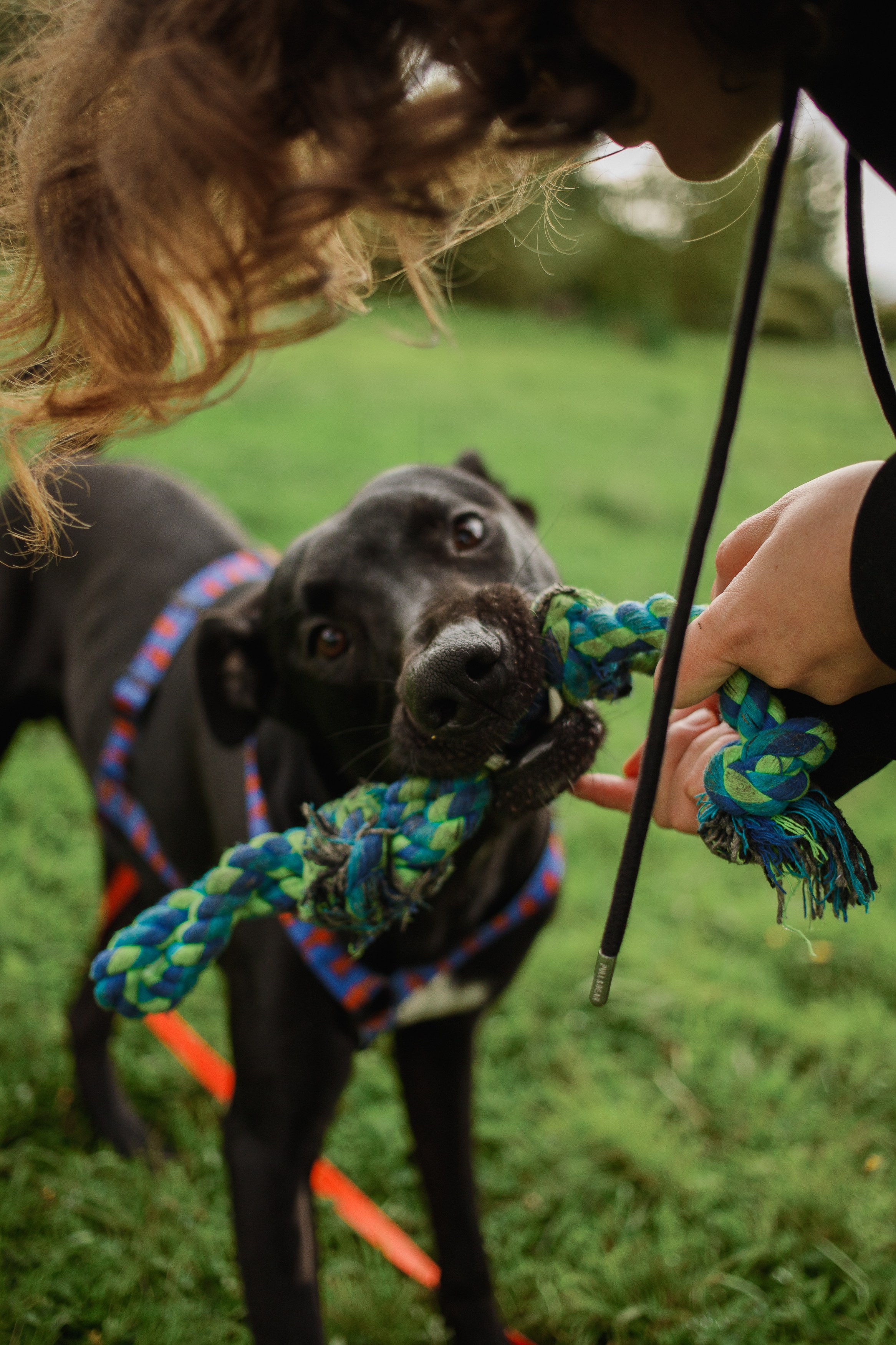 Отис ищет дом. Портретный фотограф в Санкт-Петербурге Катя Протасевич