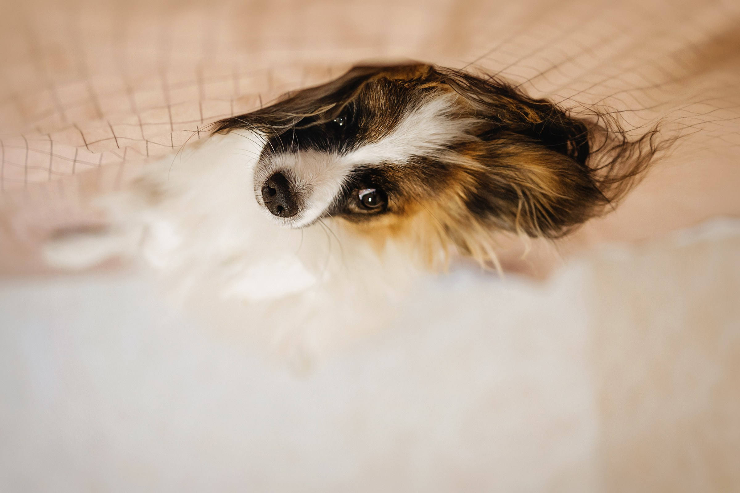 Хьюстон. Фотограф анималист Аня Ливанова | Рыбинск