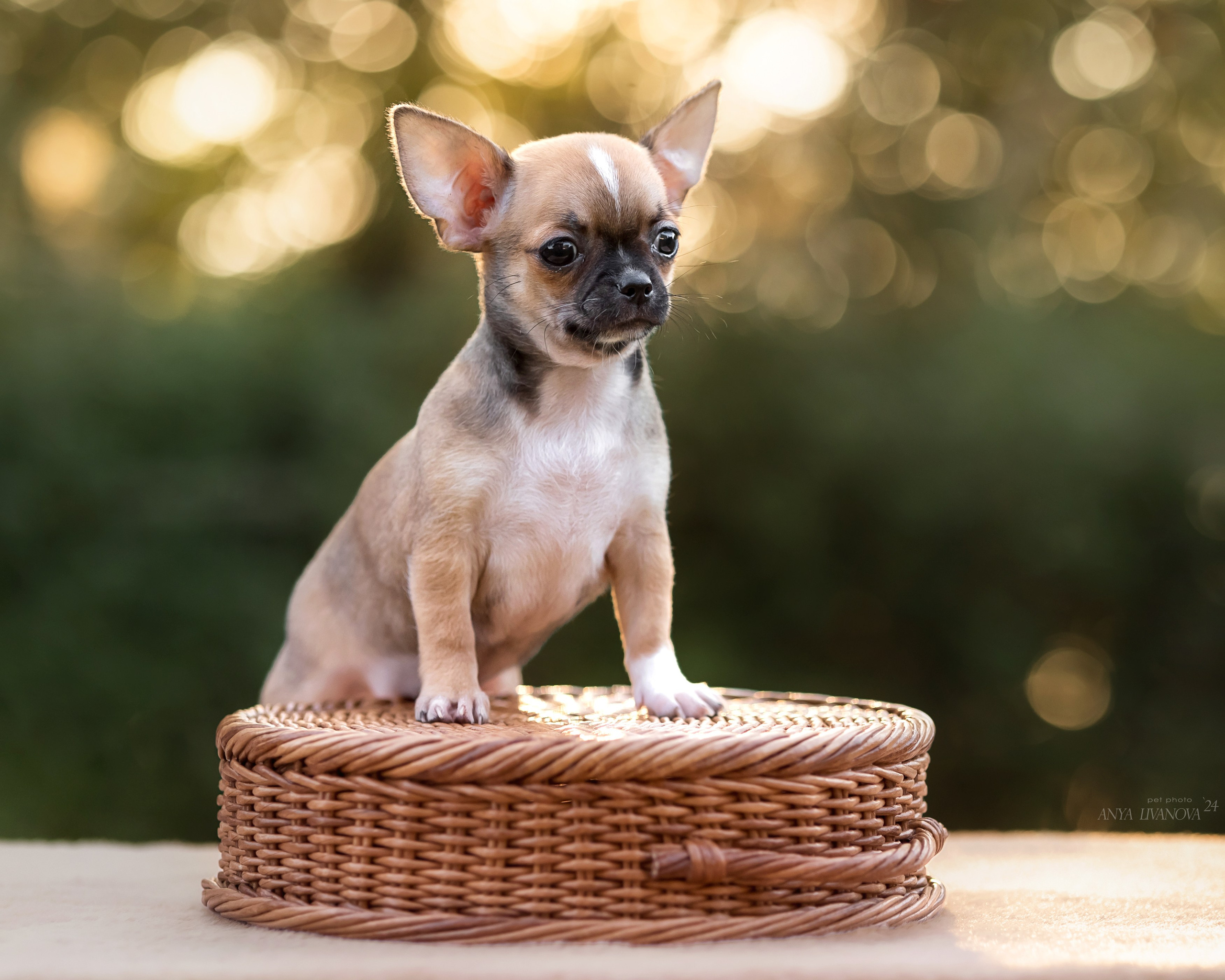Чихуахуа. Фотограф анималист Аня Ливанова | Рыбинск