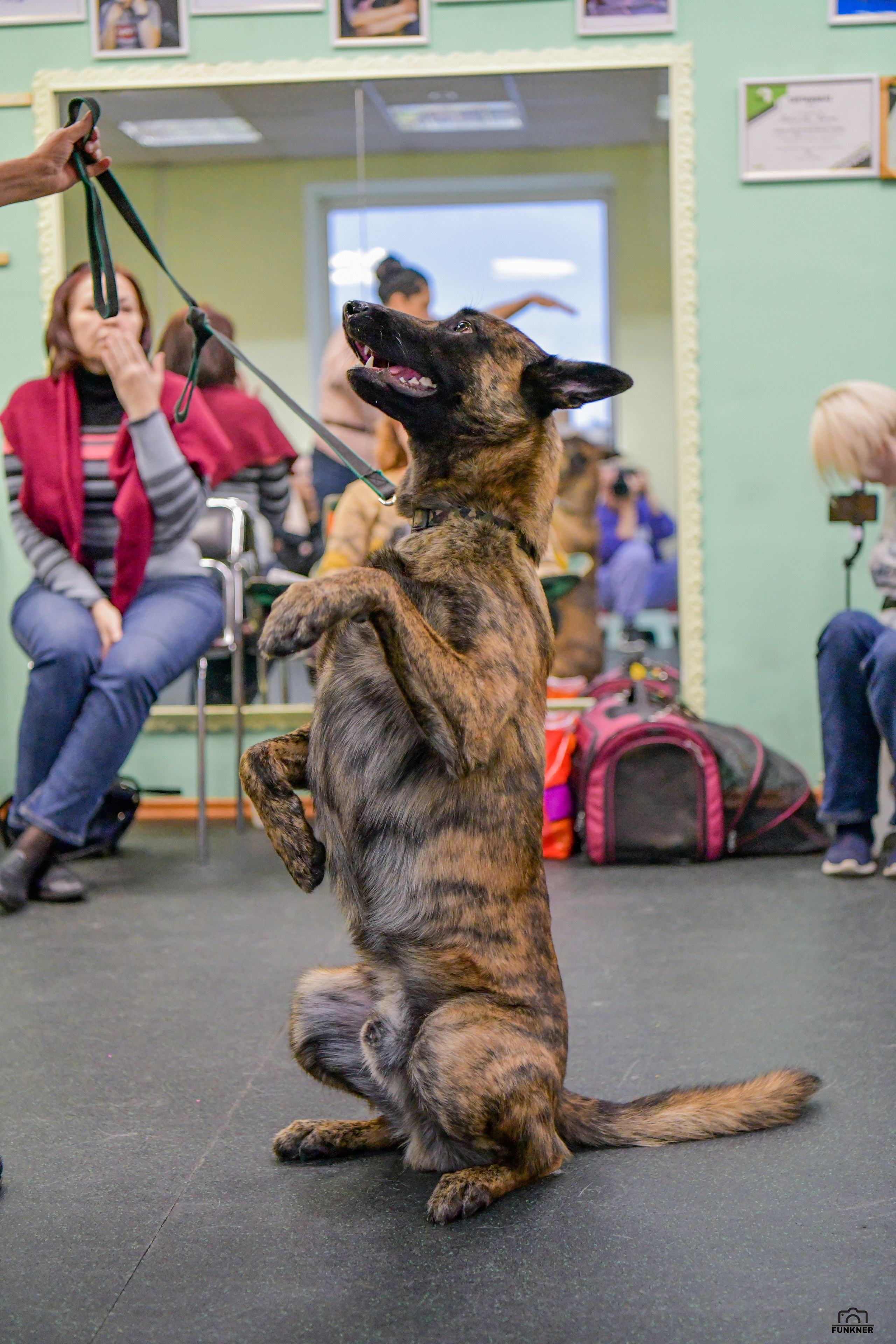 Кинологический клуб «Бодрый хвост». Свой взгляд через объектив
