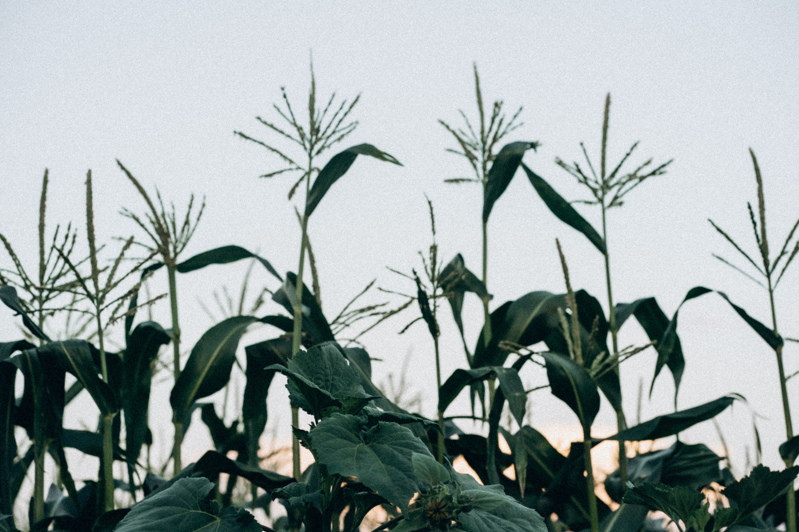 Большой секрет для маленькой компании. Семейный фотограф в Калининграде Елена Глазунова