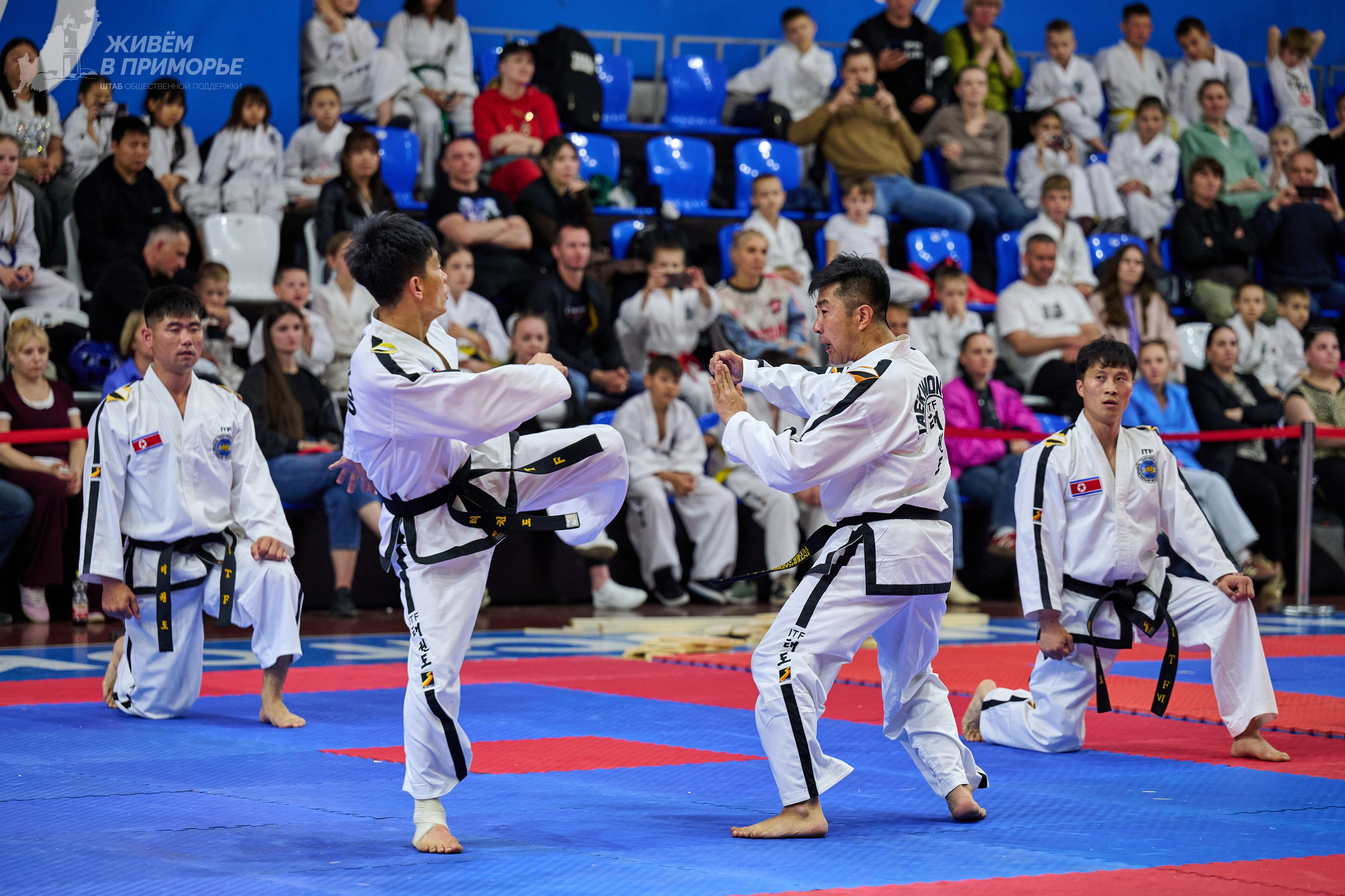 Кубок губернатора по тхэквондо. Профессиональный репортажный фотограф Инесса Иминова