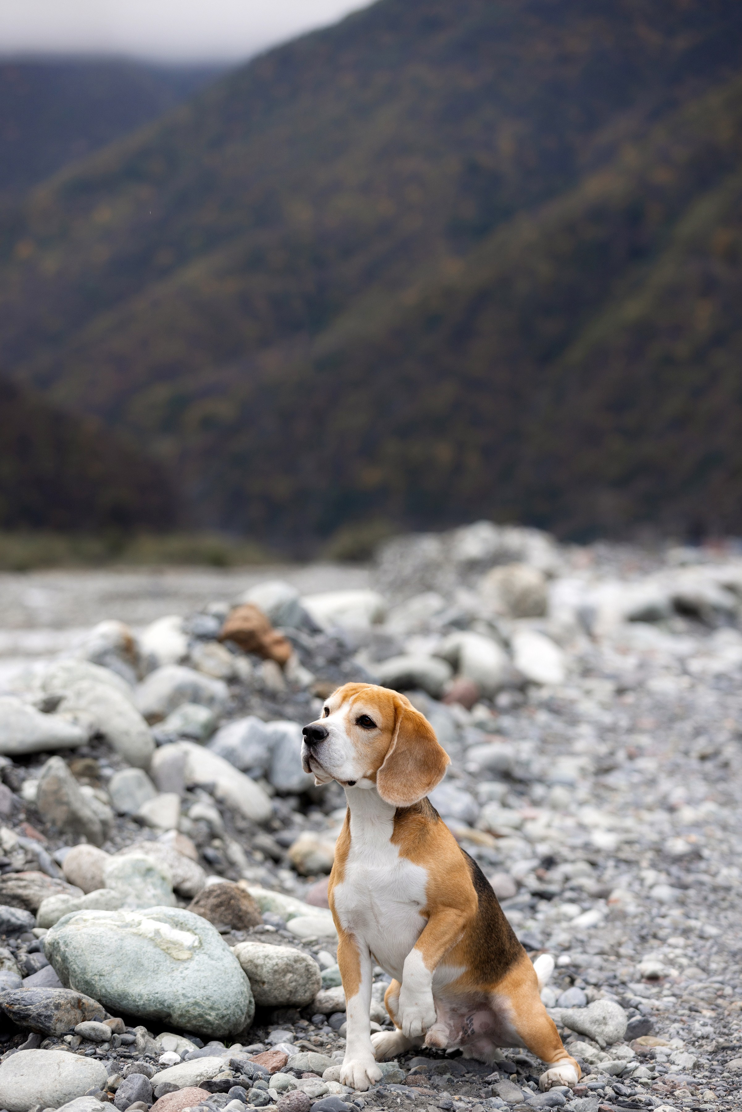 Собаки и не только. Фотограф Алена Звездина