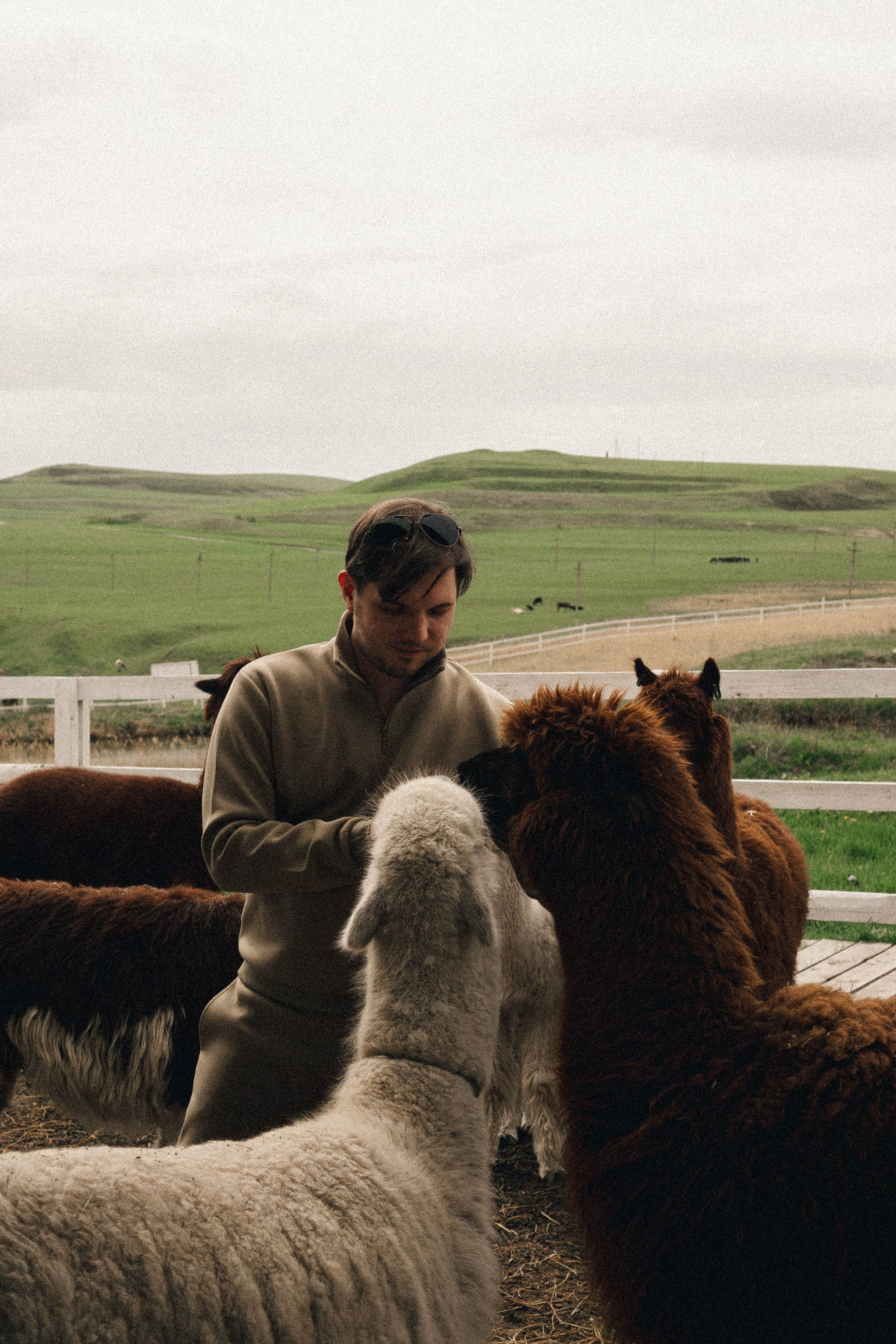 Ферма Альпак. Профессиональный фотограф, Санкт-Петербург — Виктория Богомолова