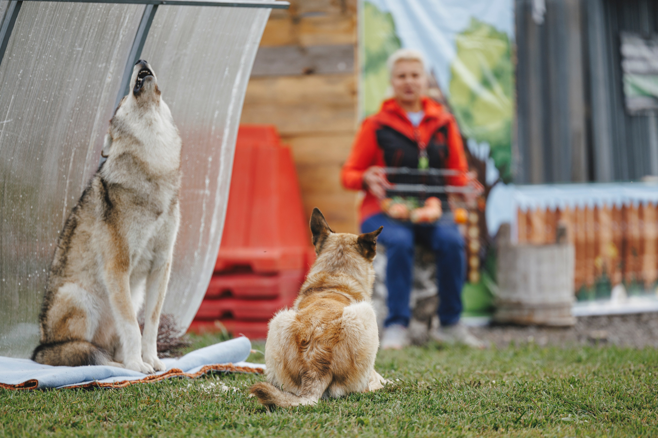 08.08.25-10.08.25 ЧР по мондьорингу г. Вологда. Фотограф-анималист Анна Маринич