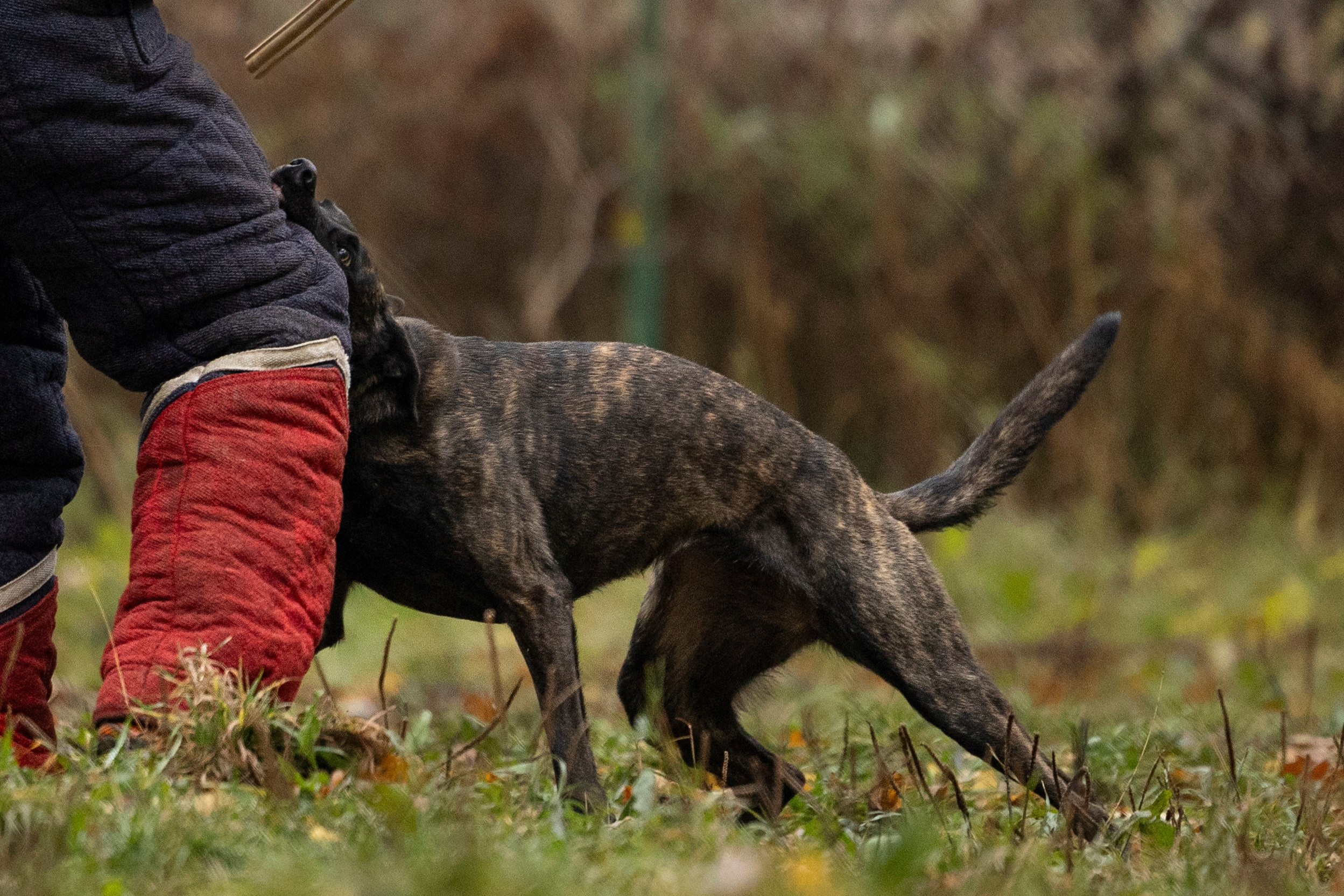 Соревнования по Мондьорингу г. Вологда. Фотограф-анималист Анна Маринич