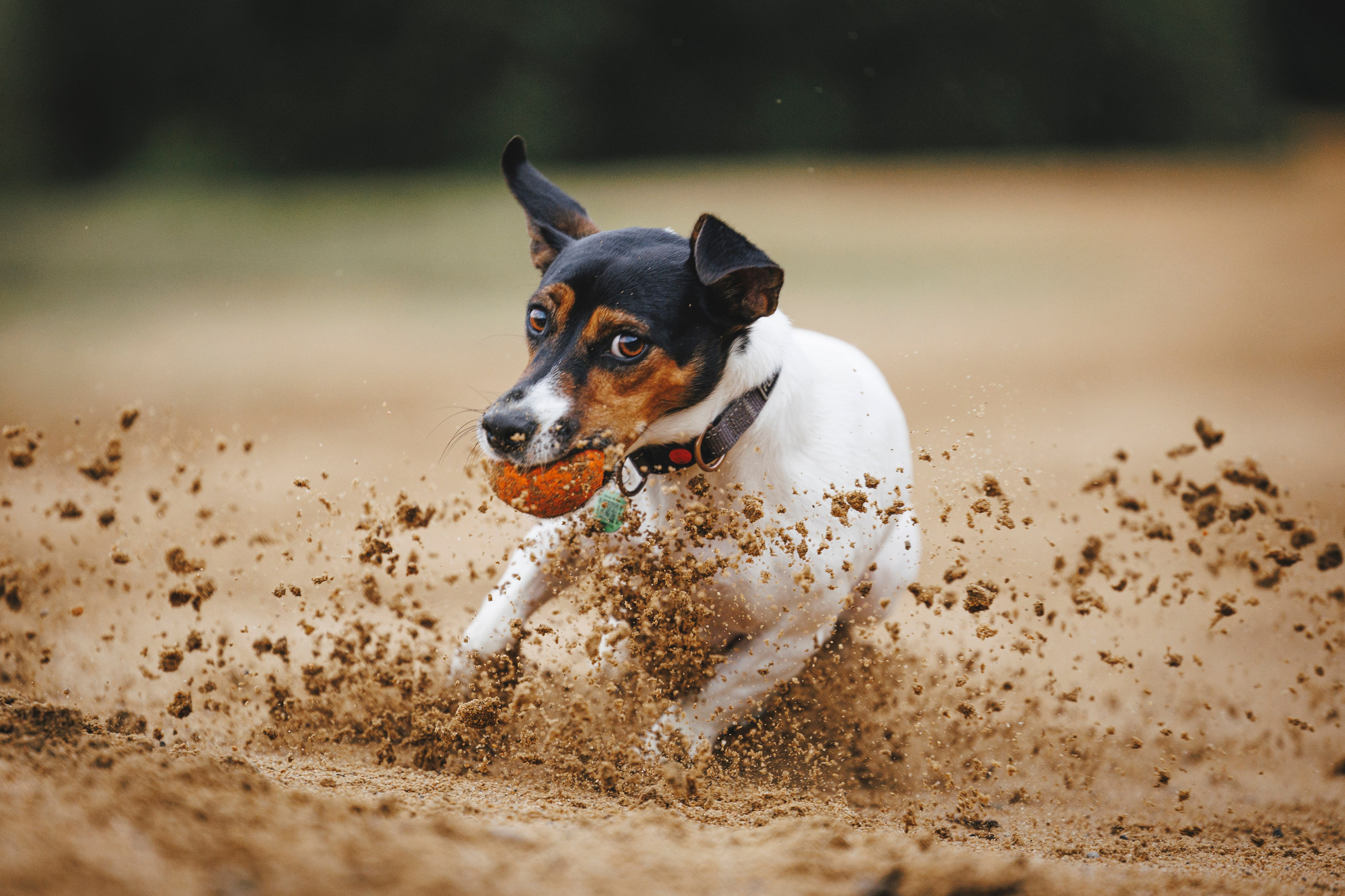 Ания и Ярик. Фотограф-анималист Анна Маринич