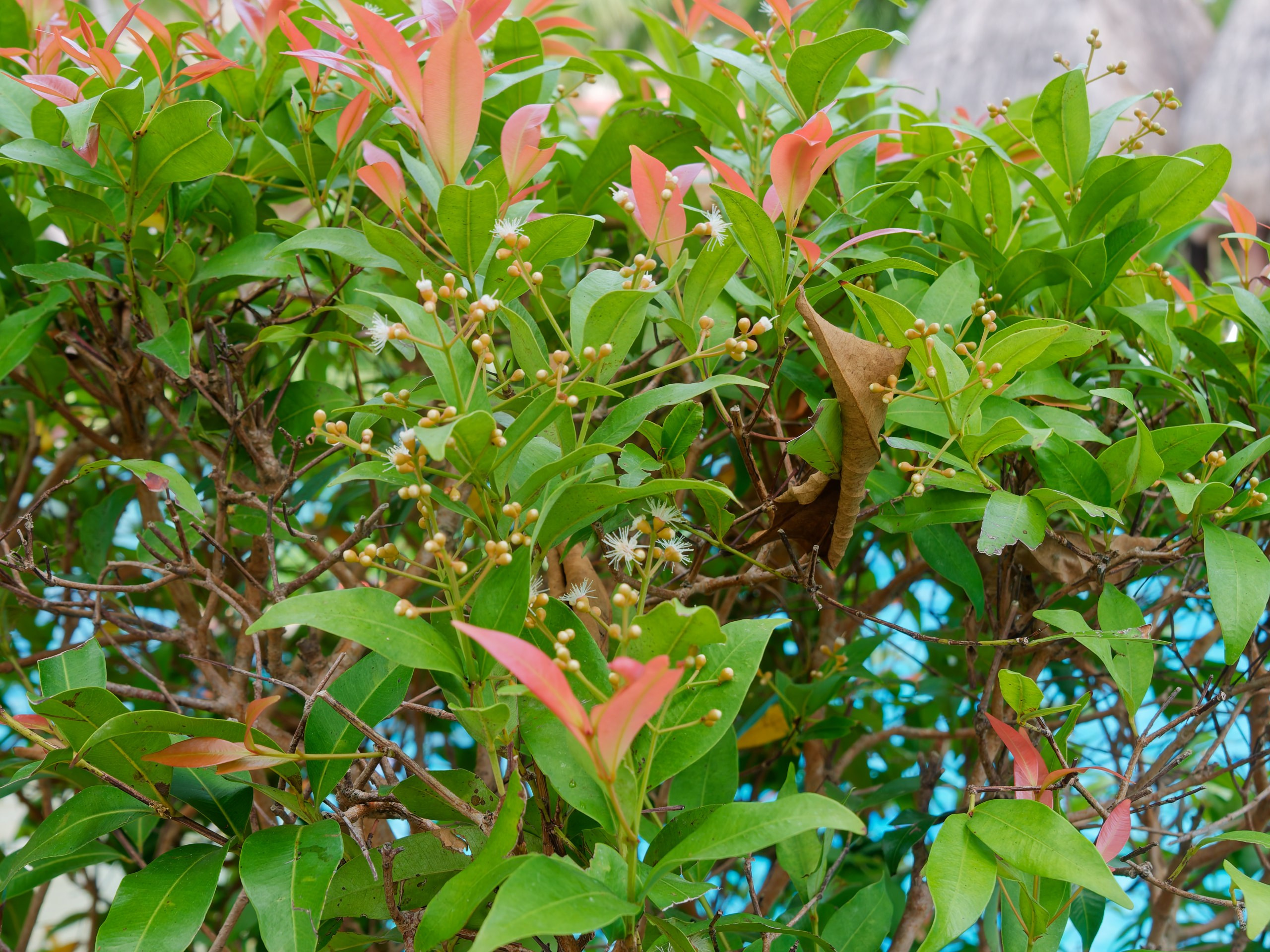 Хайнань 2026, флора, цветы и деревья. Фотопрогулки по Миру