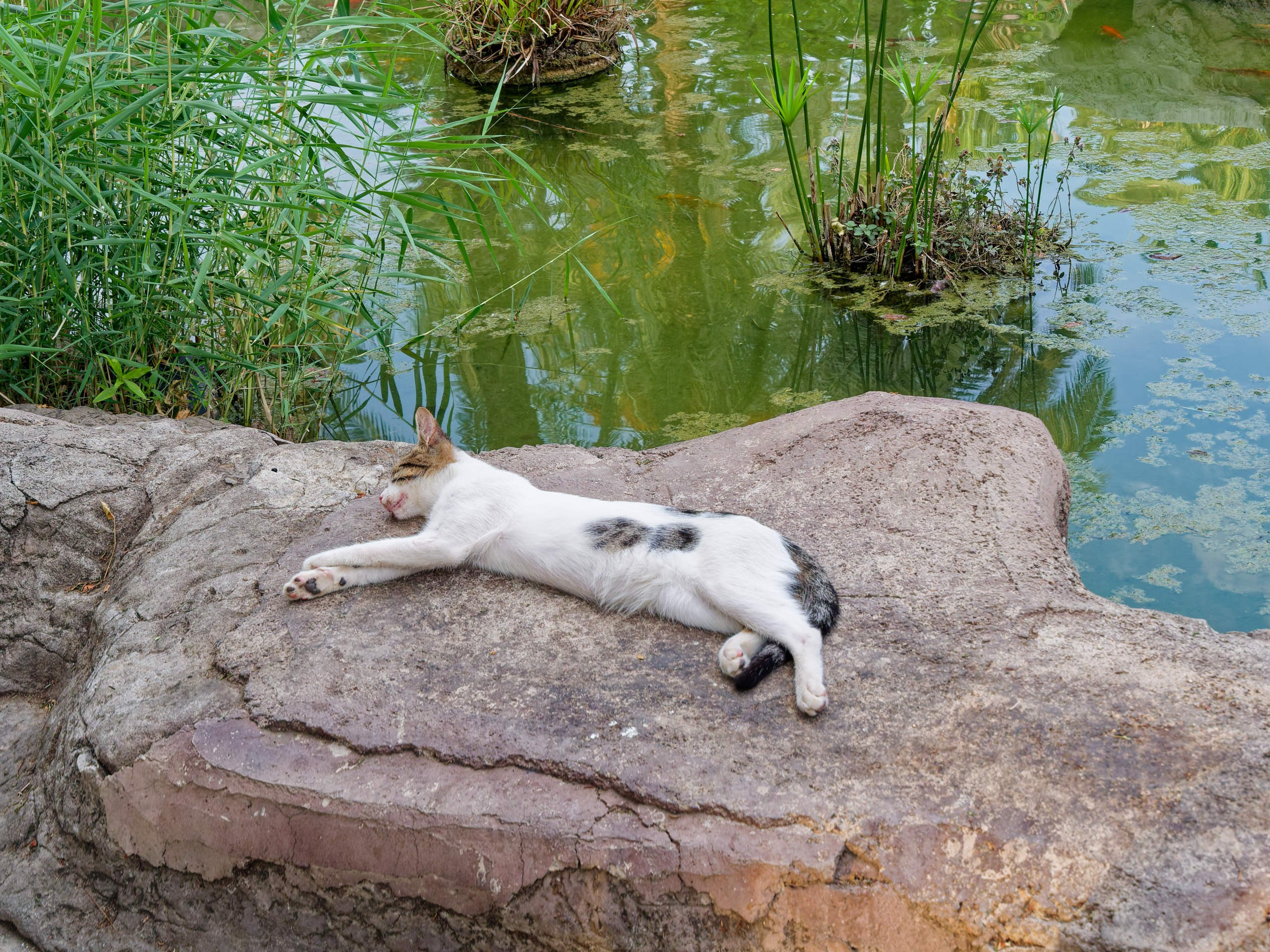 Алания 2025, порт и парк. Избранные фотографии