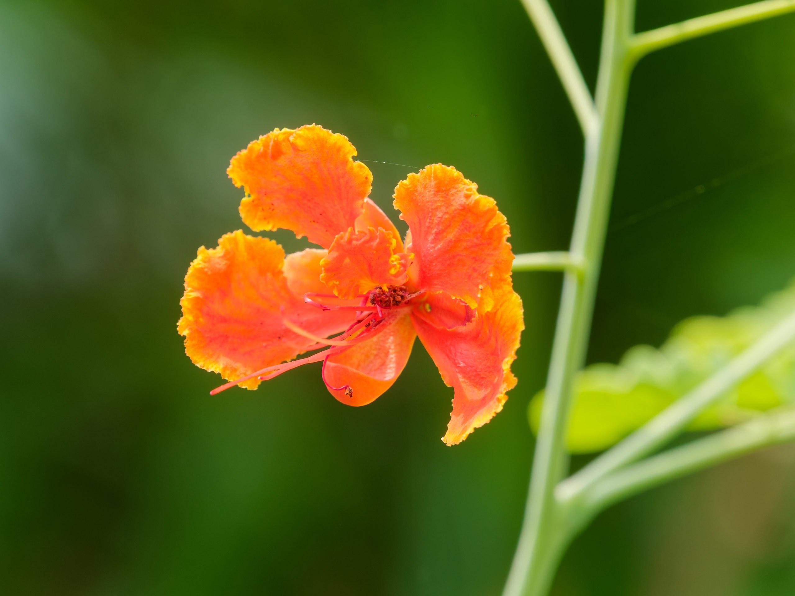 Хайнань 2026, флора, цветы и деревья. Фотопрогулки по Миру