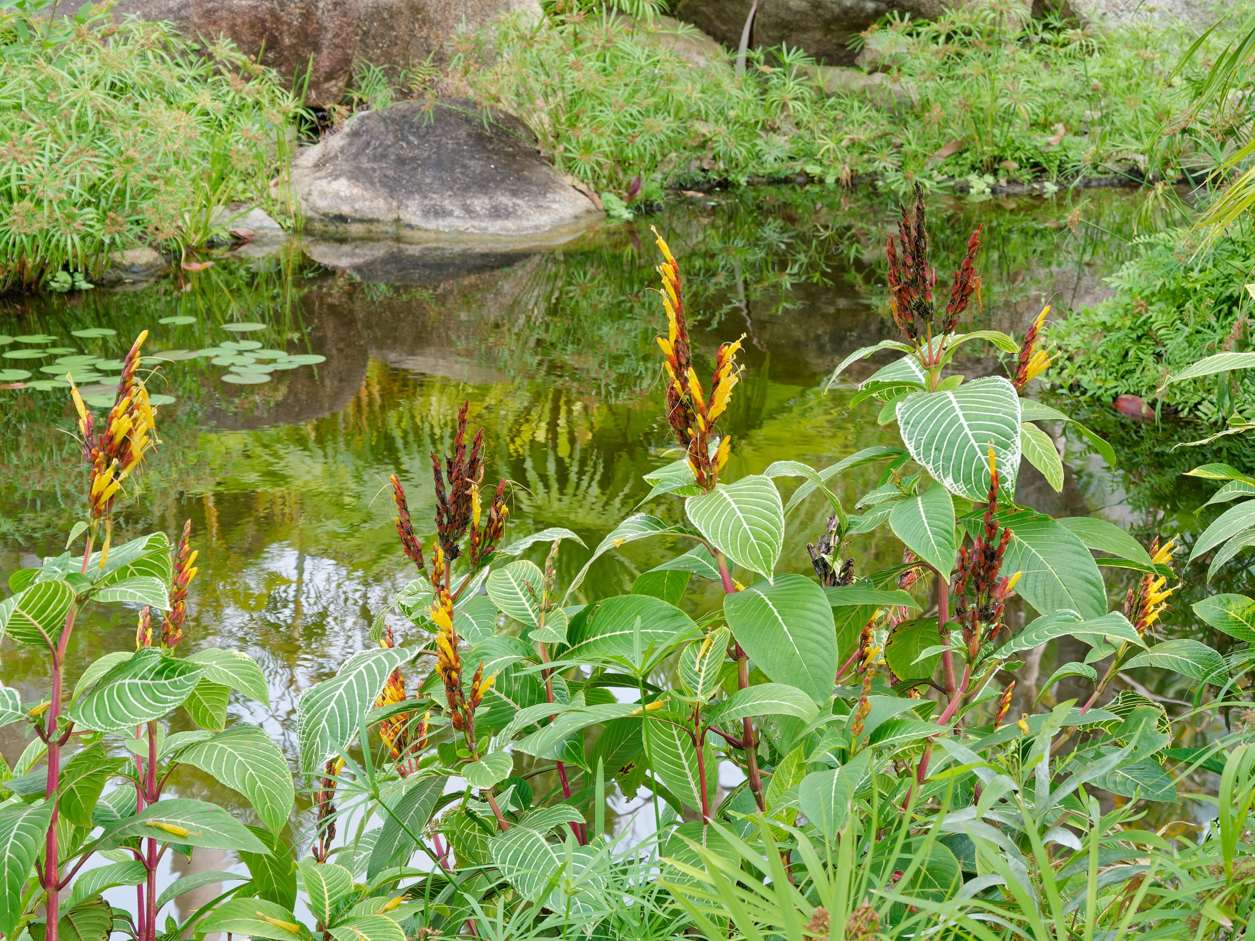 Хайнань 2026, флора, цветы и деревья. Фотопрогулки по Миру