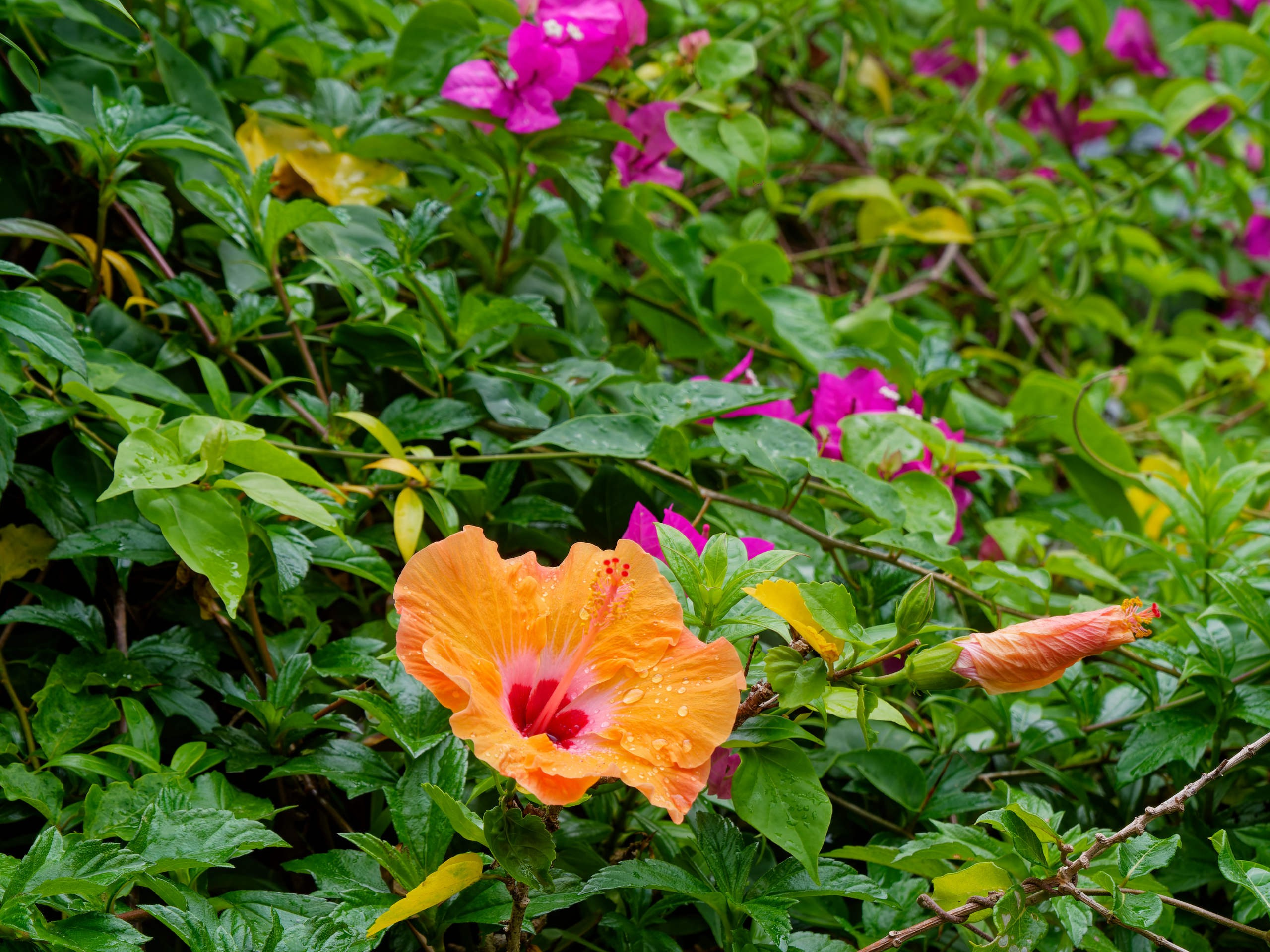 Нячанг 2025 (4). Избранные фотографии