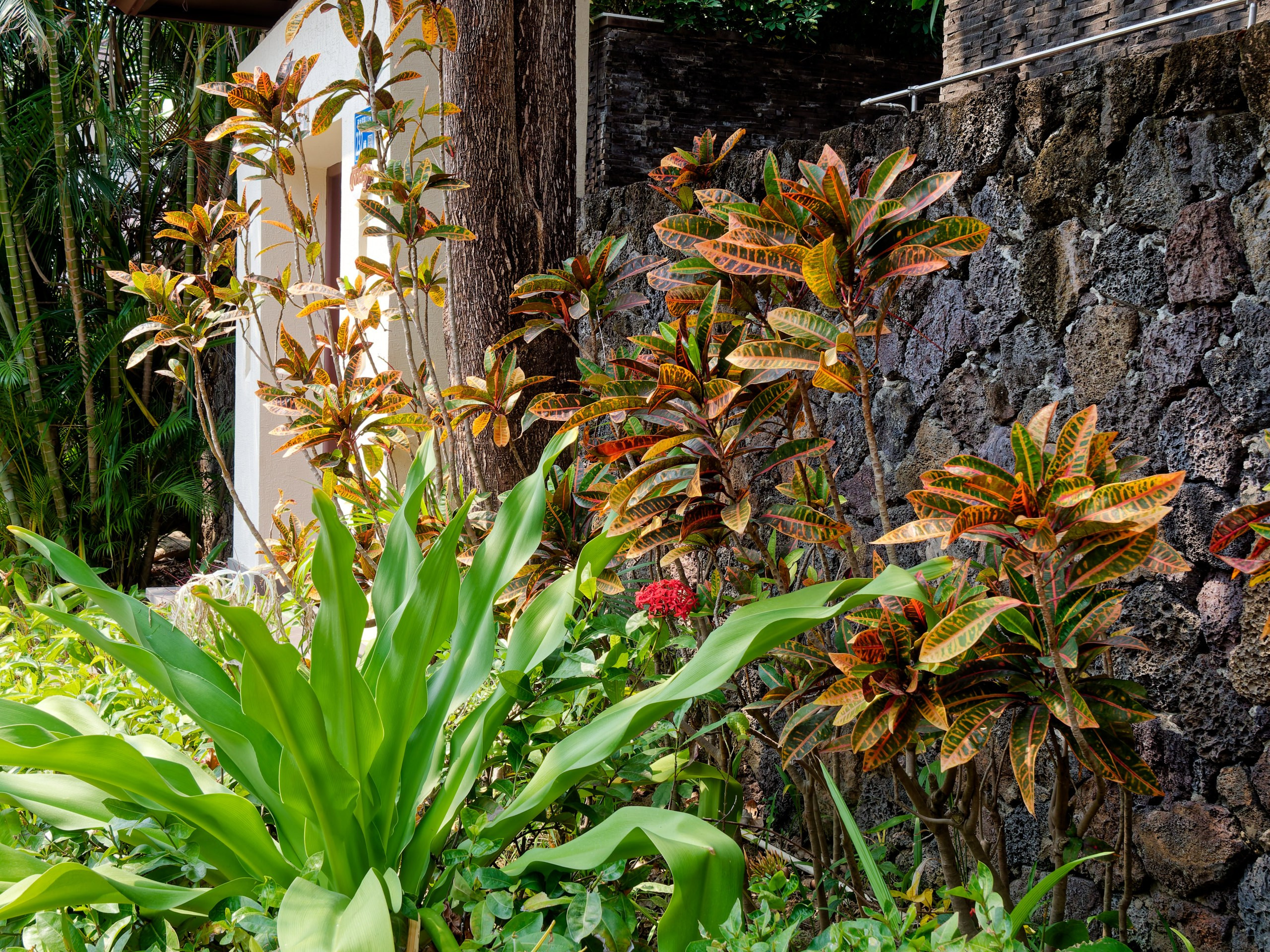 Хайнань 2026, флора, цветы и деревья. Фотопрогулки по Миру