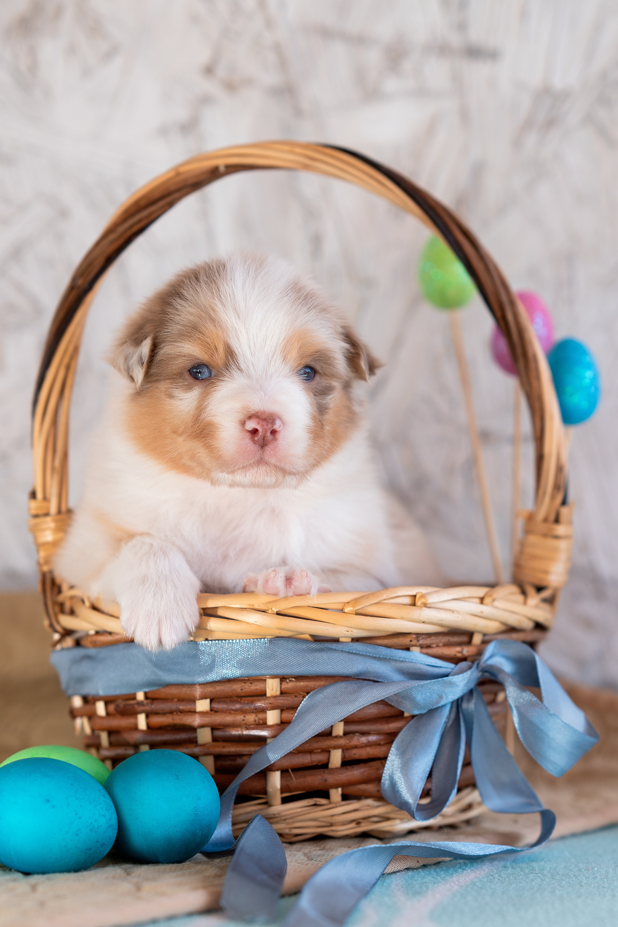 Заводчик Влада Эльман. Творческий фотограф Вологда