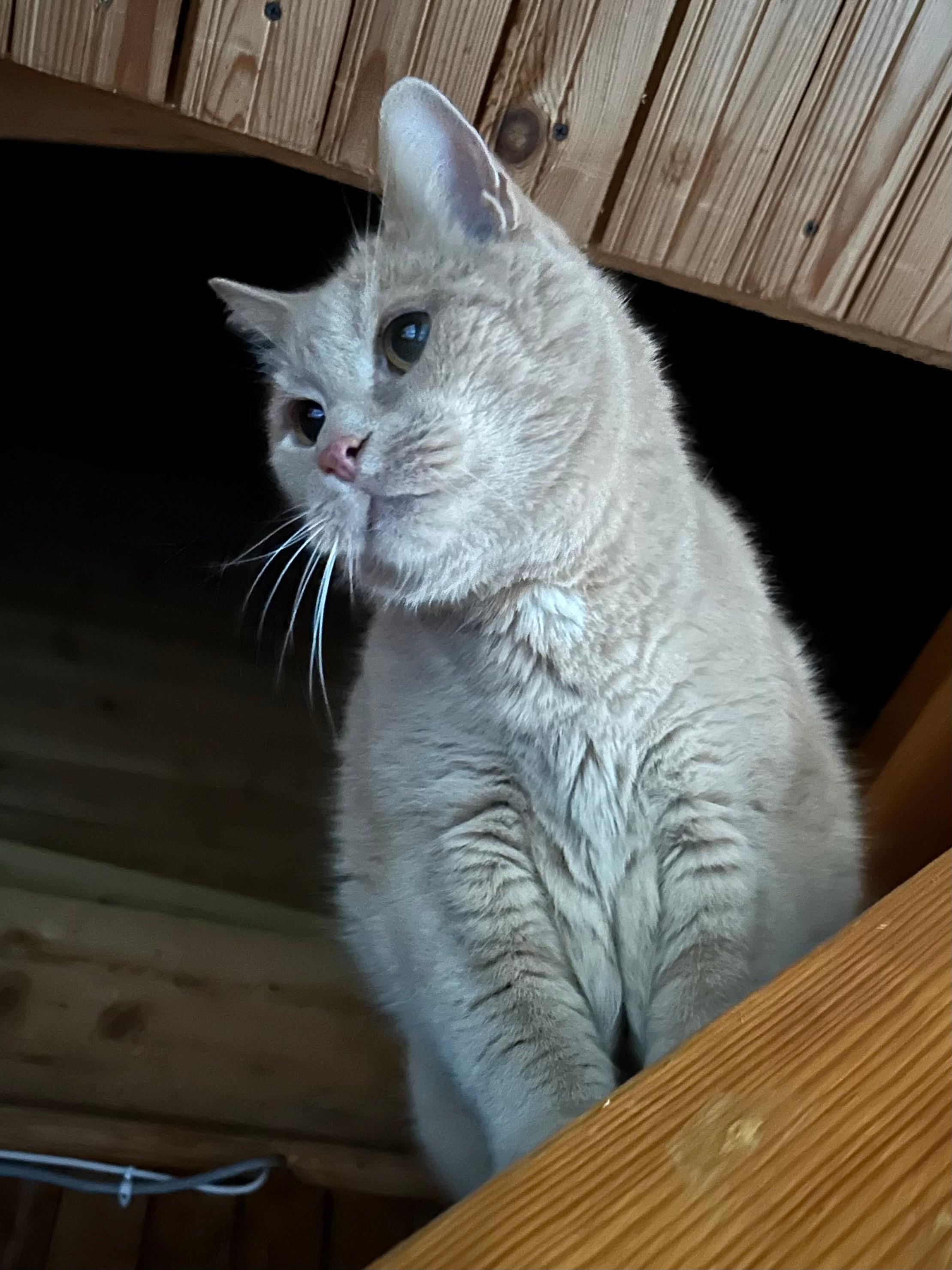 В мире животных. Фотокружок «Видоискатель» ГБОУ СОШ № 291